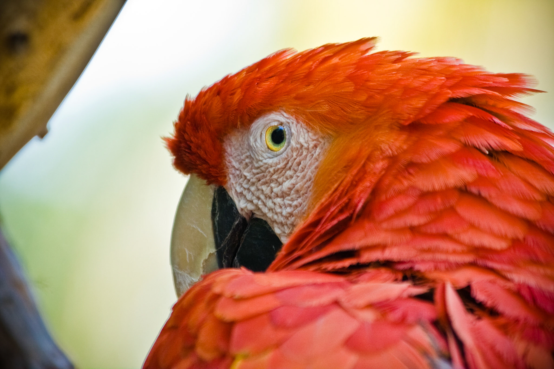 Scarlet Macaw II