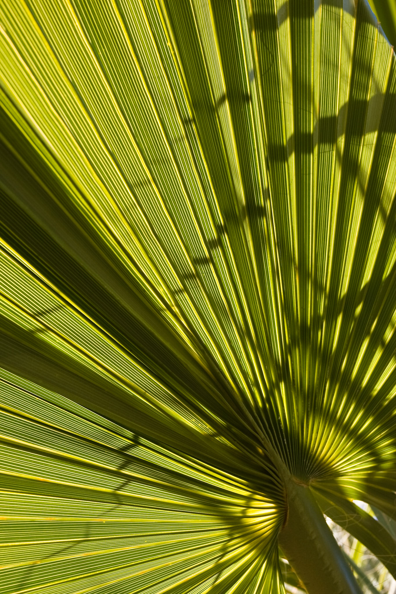 Fan Palm Green