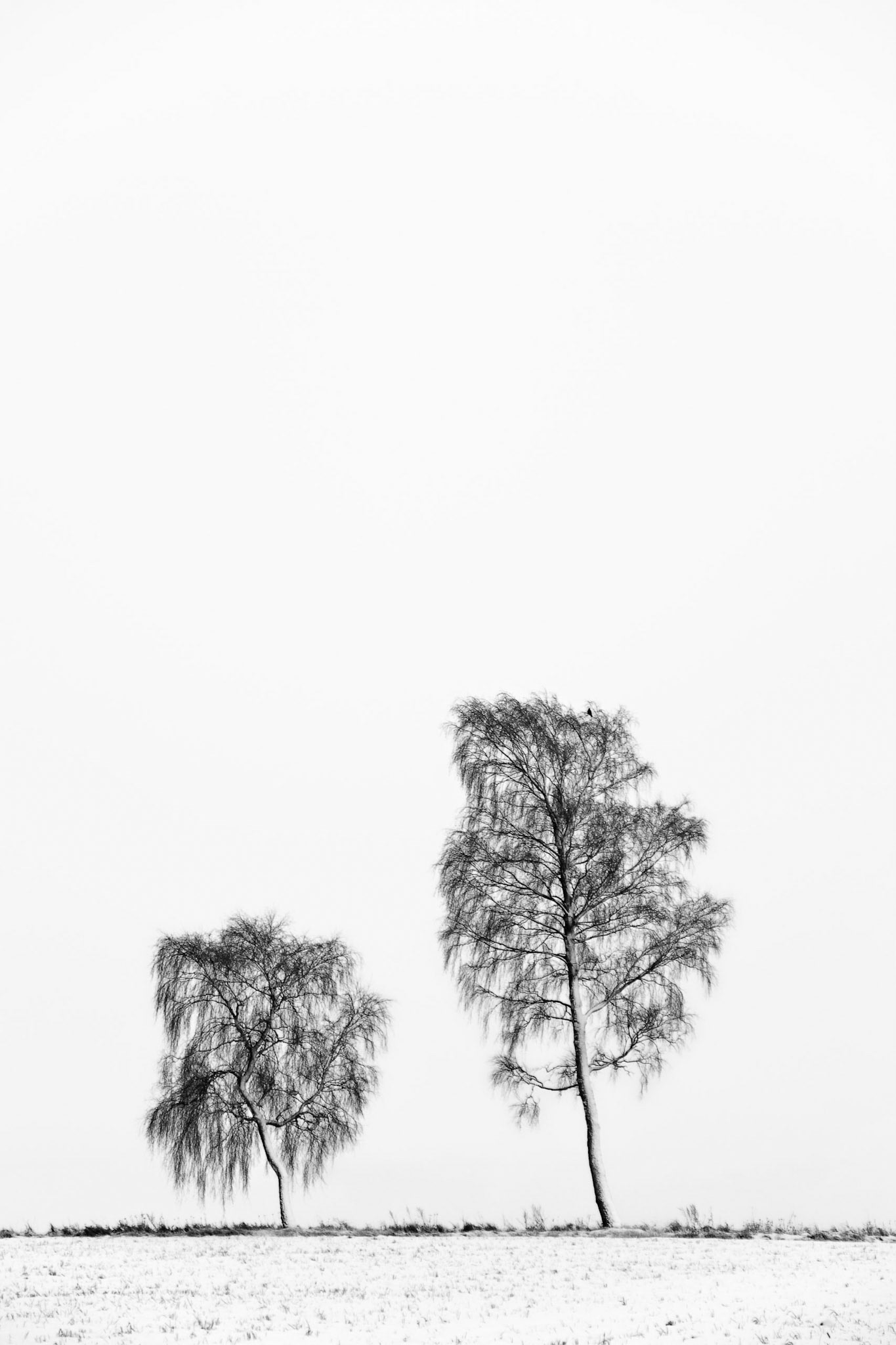 Winter Trees