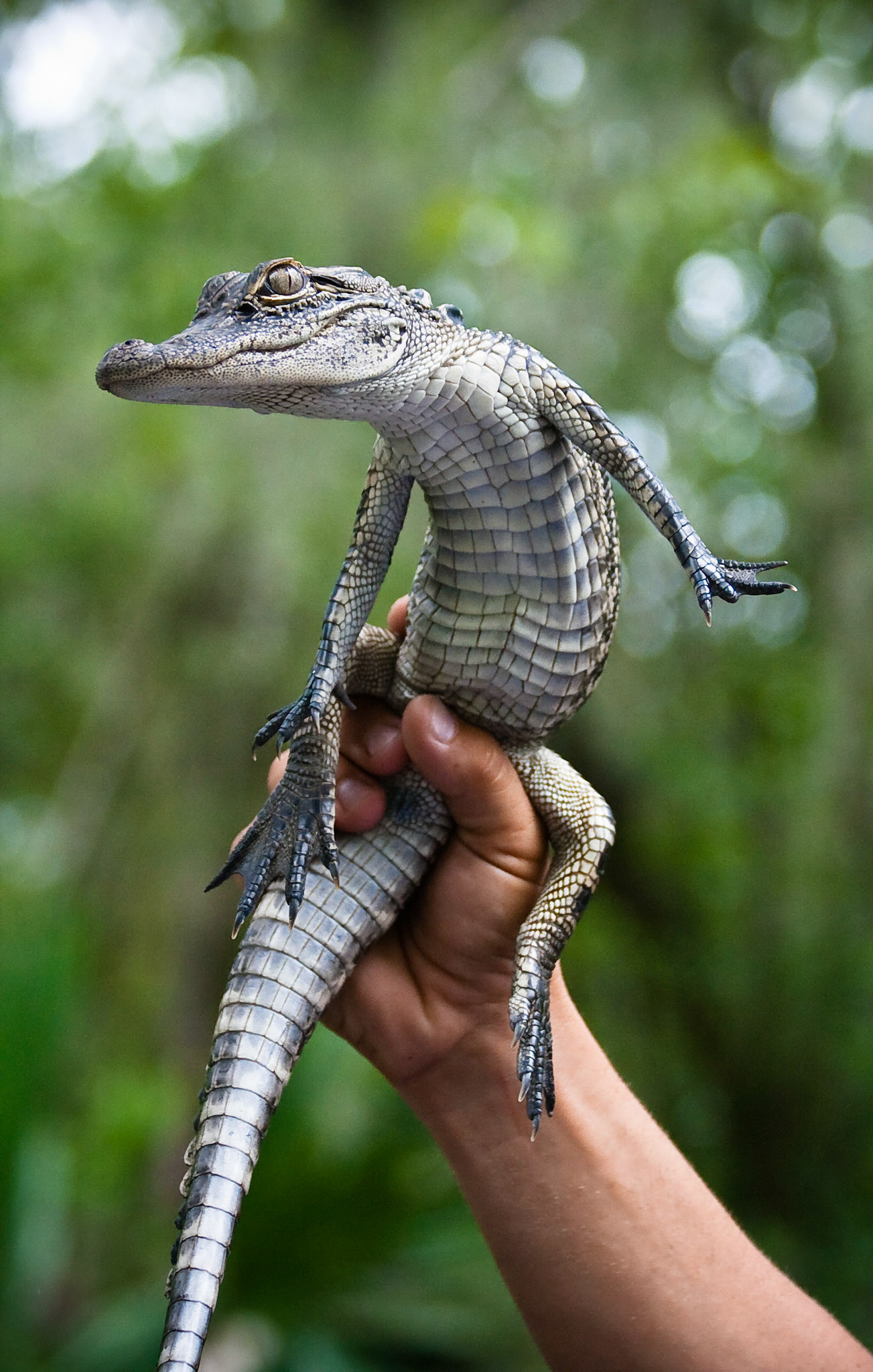 Baby Gator III