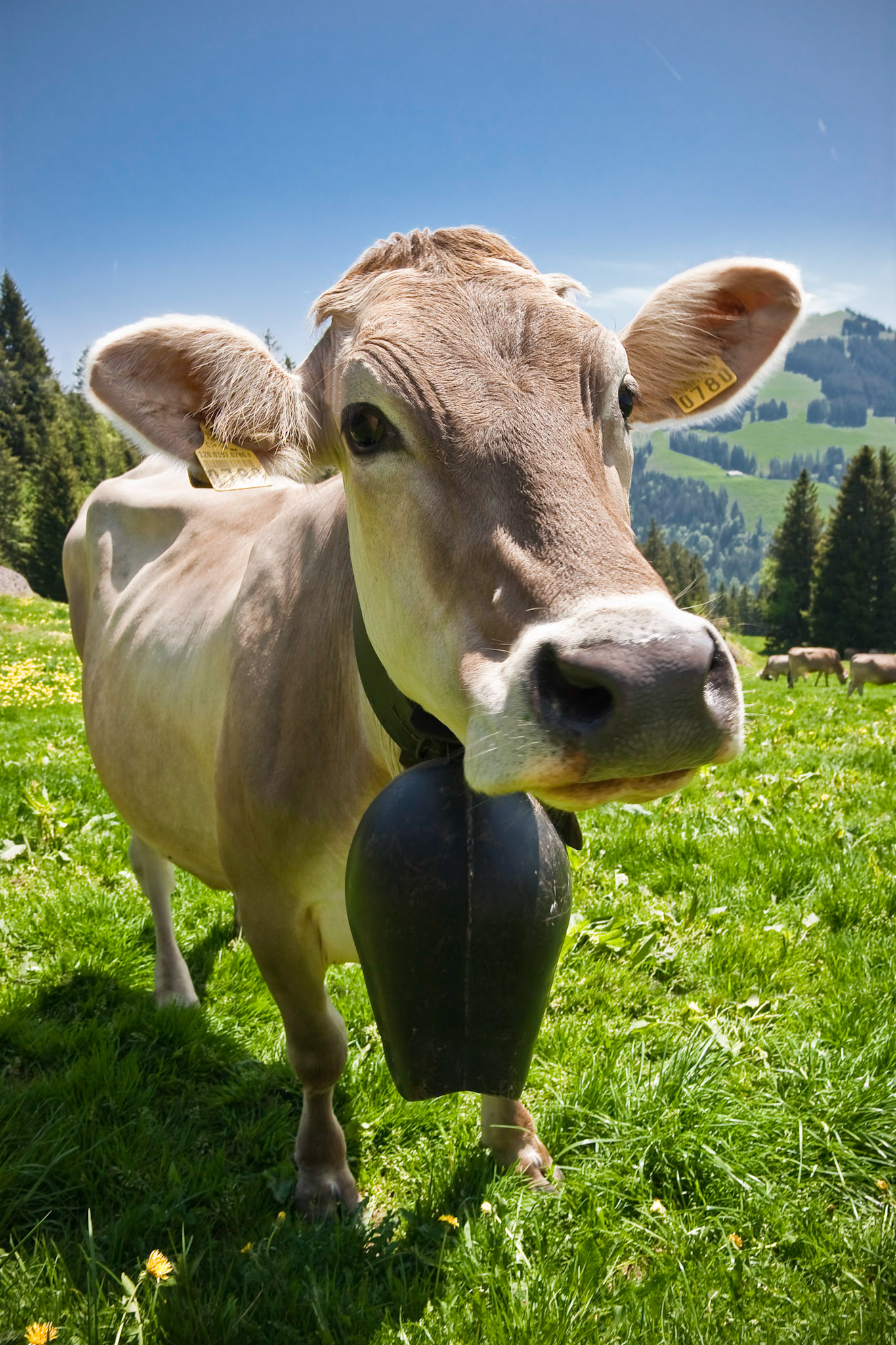 Mt. Rigi Cow I