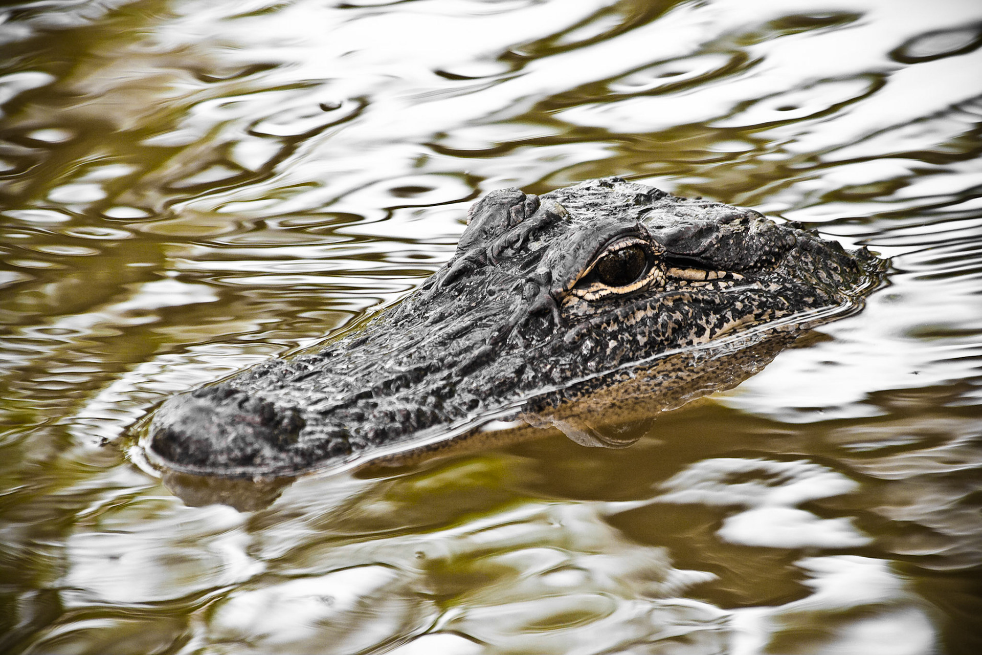 Louisiana Alligator I