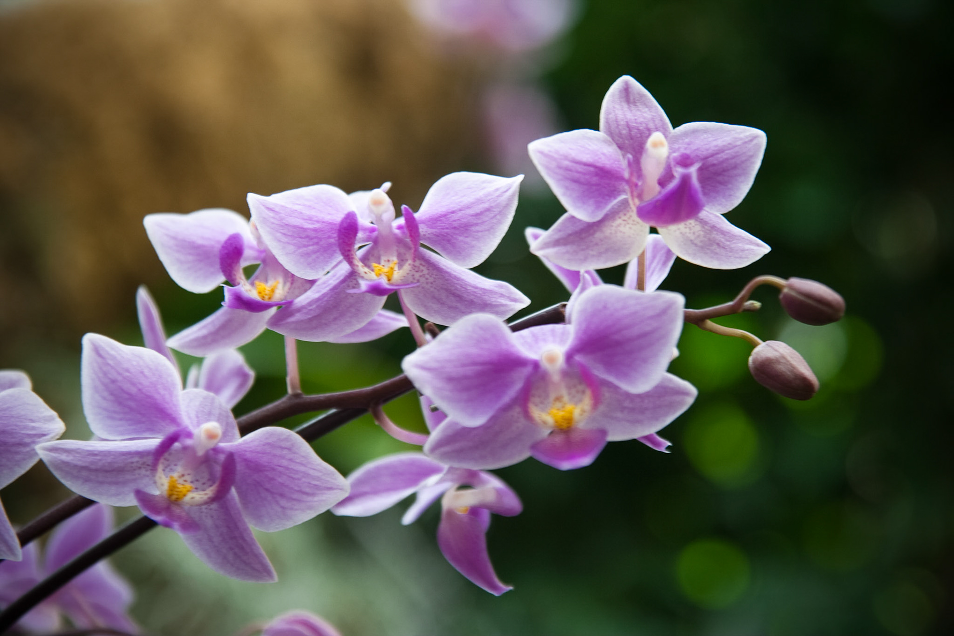 Orchid I