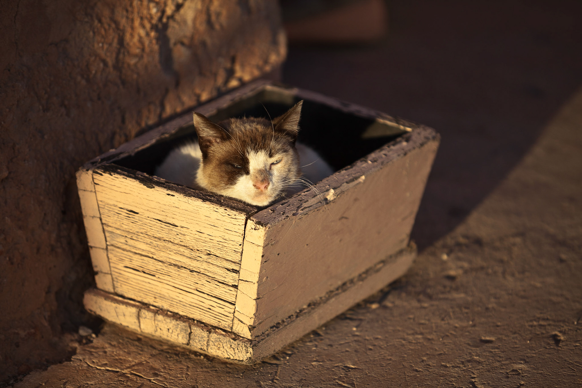 Marrakech Cat