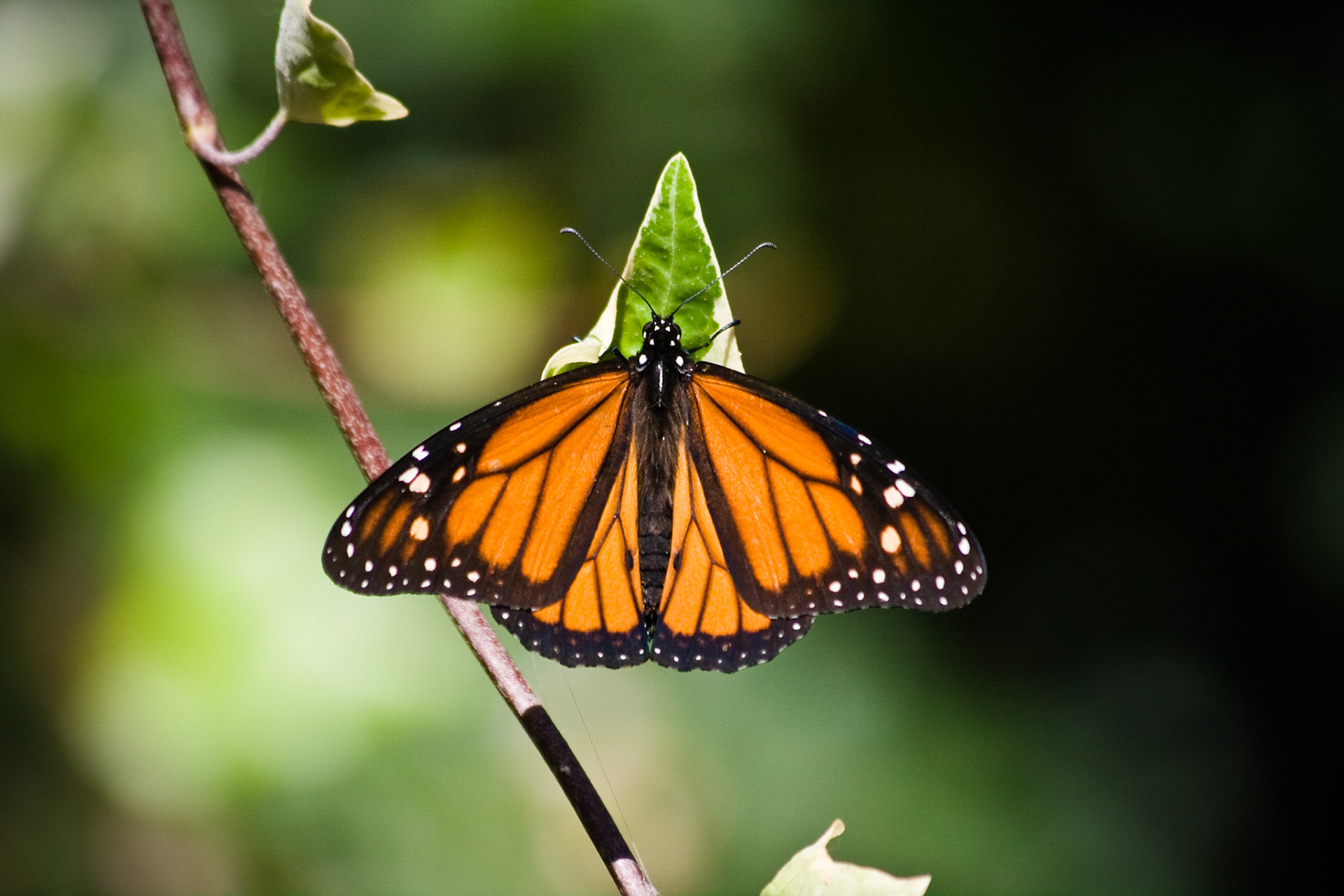 Monarch Butterfly