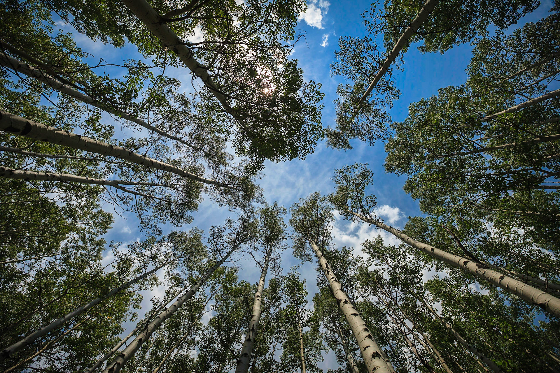 Colorado Aspens