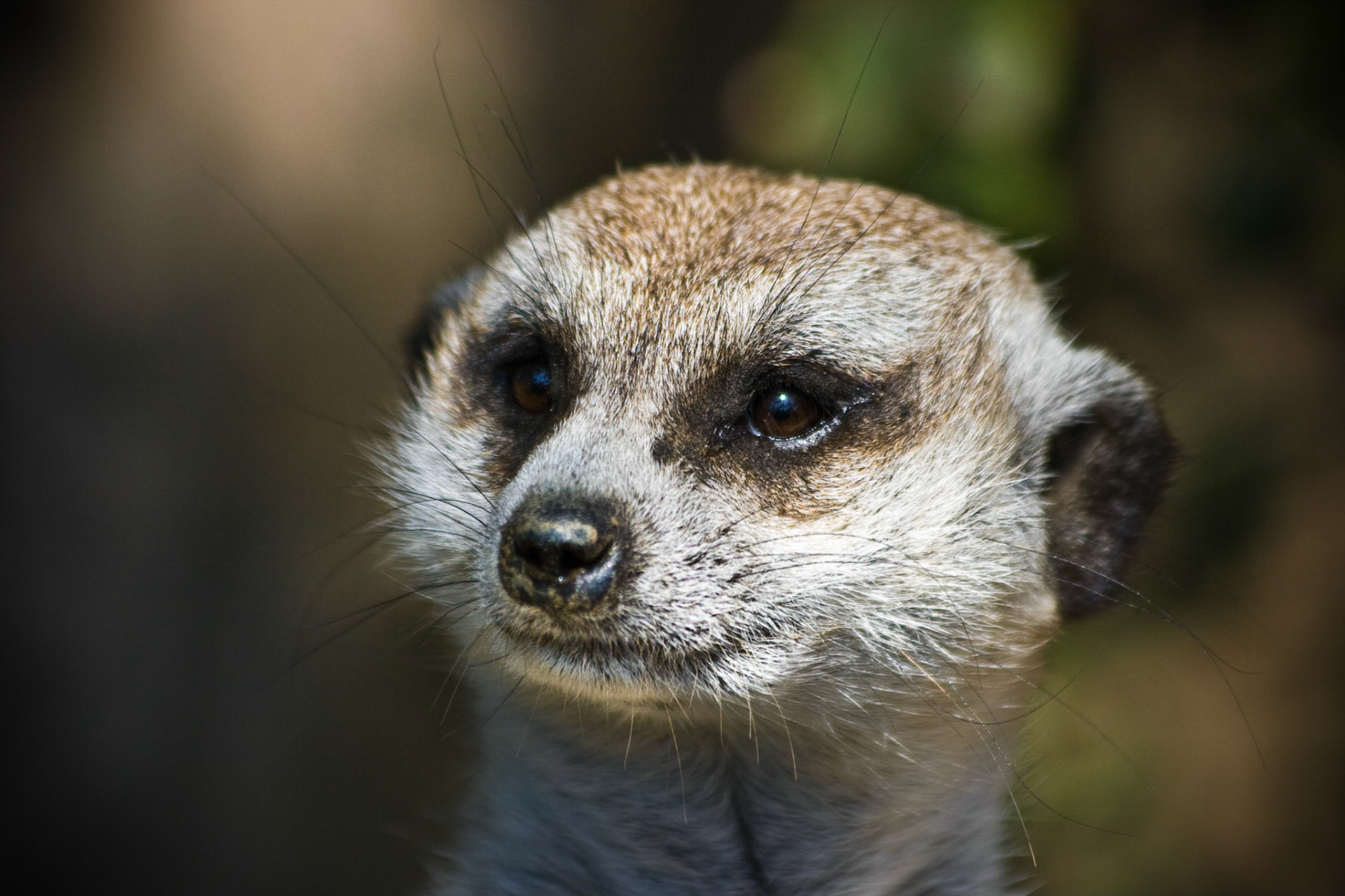 Meerkat