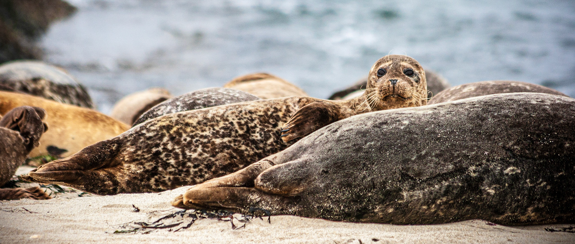 Pacific Harbor Seals II