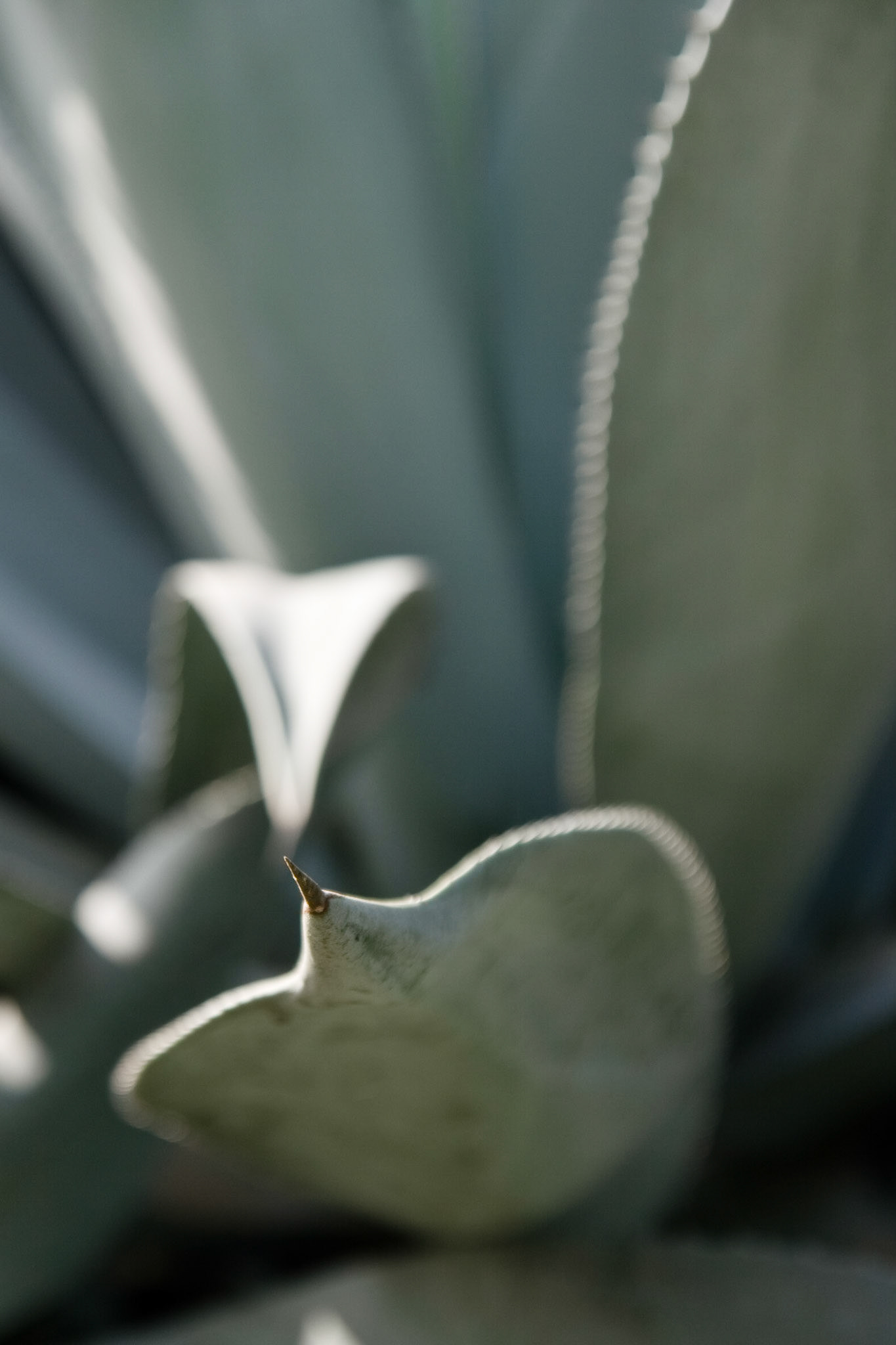 Agave