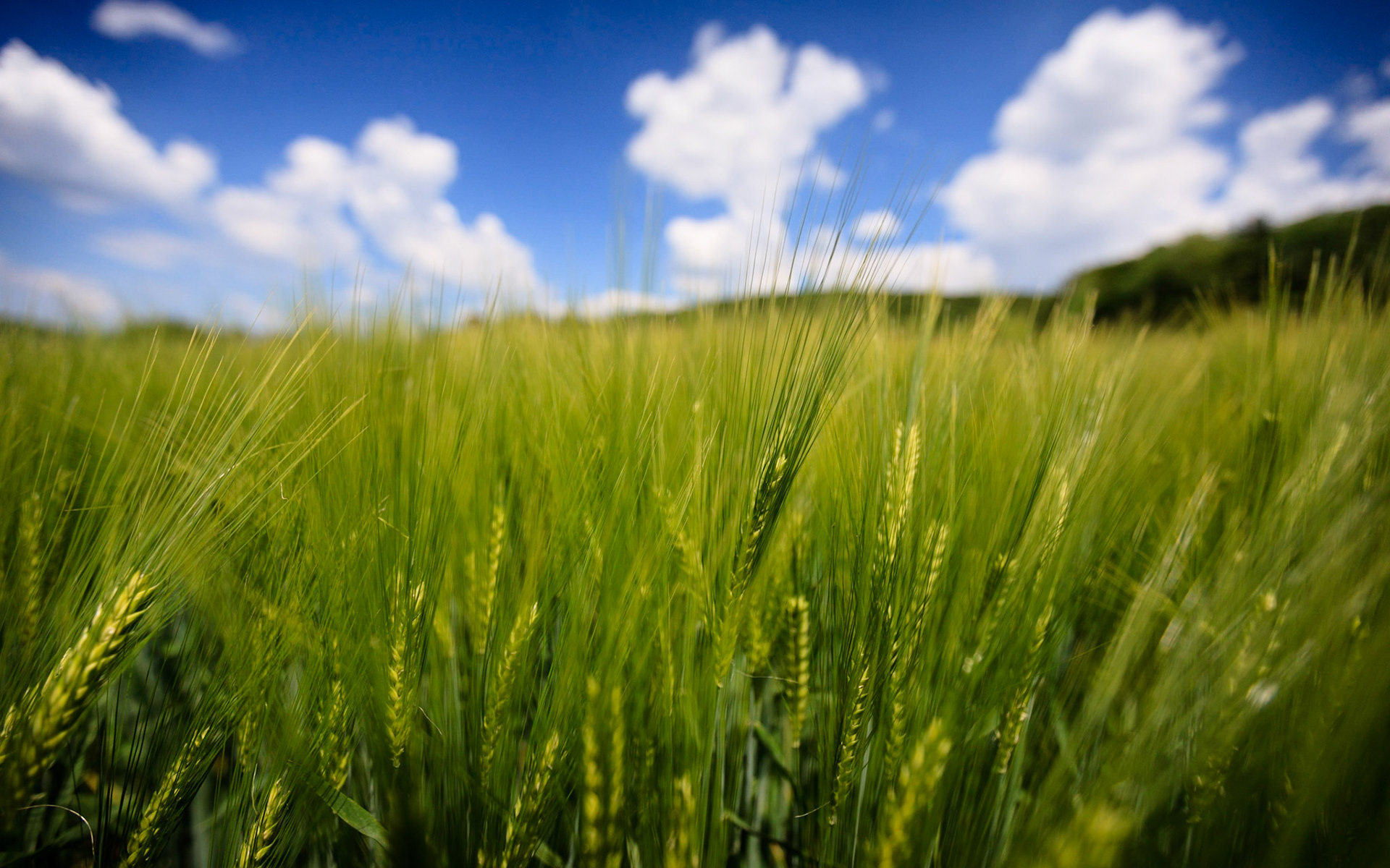 Burgundy Countryside I
