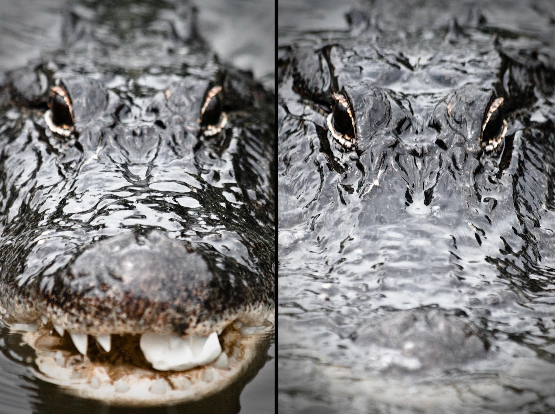 Louisiana Alligator II