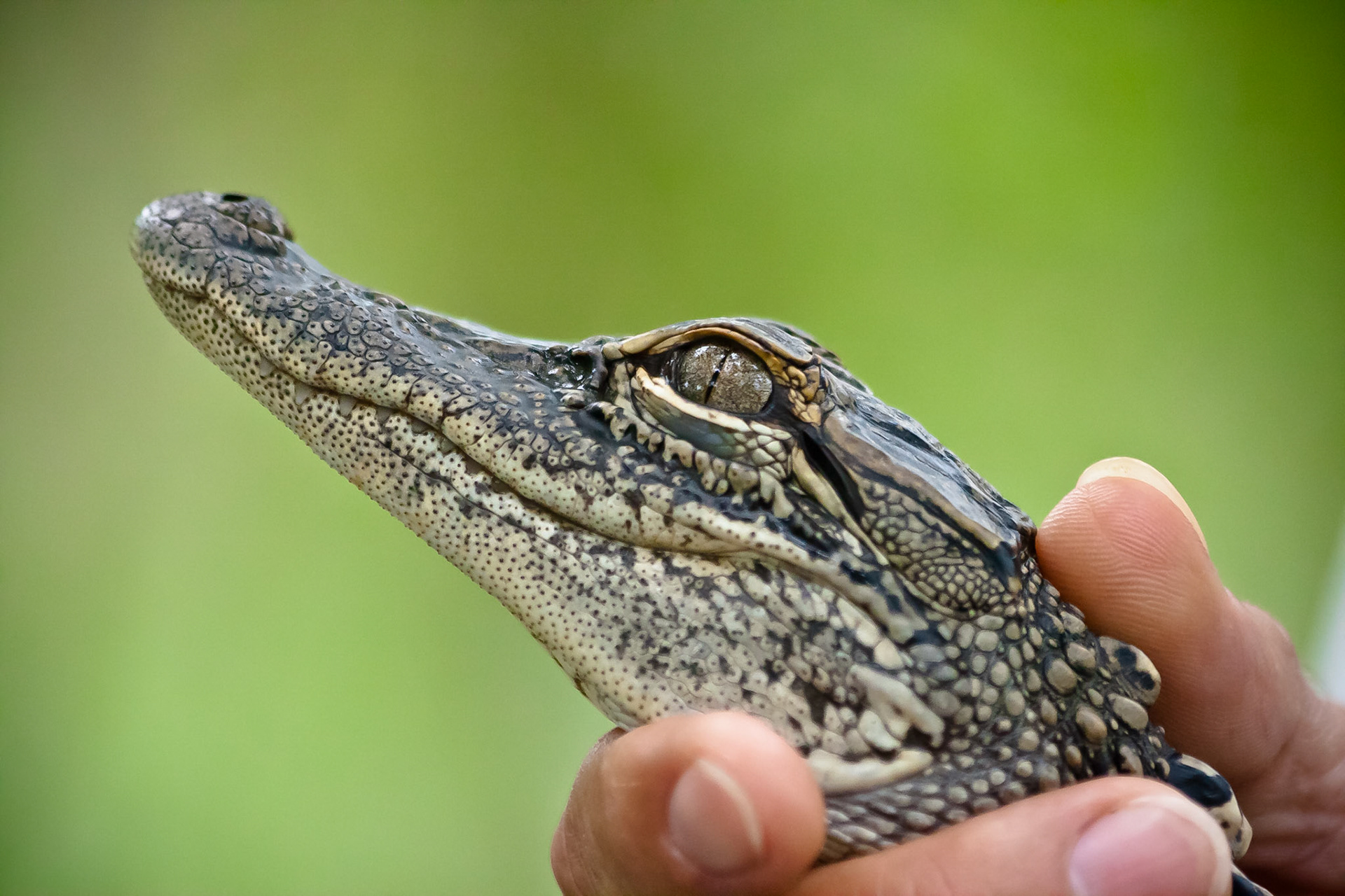 Baby Gator II
