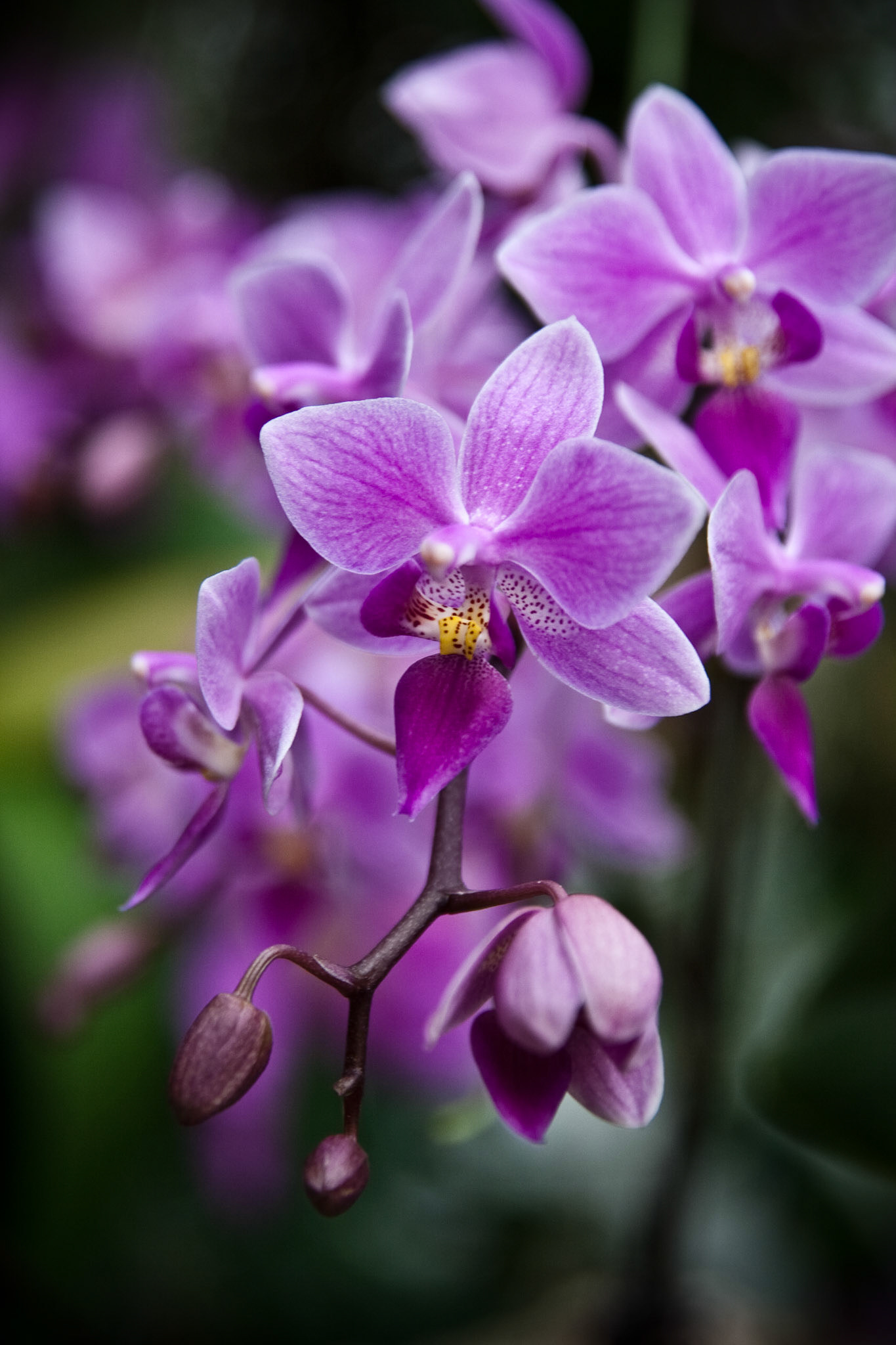 Orchid II