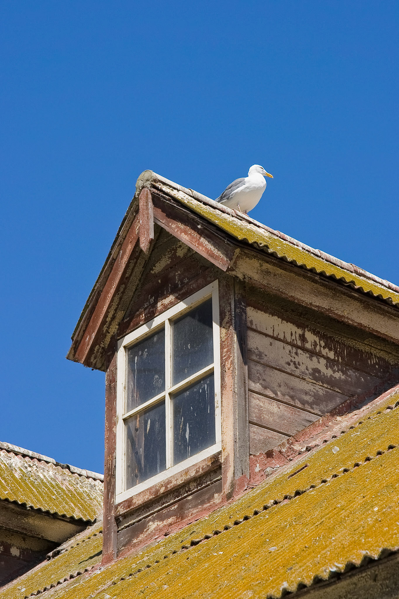 Gull on Gable