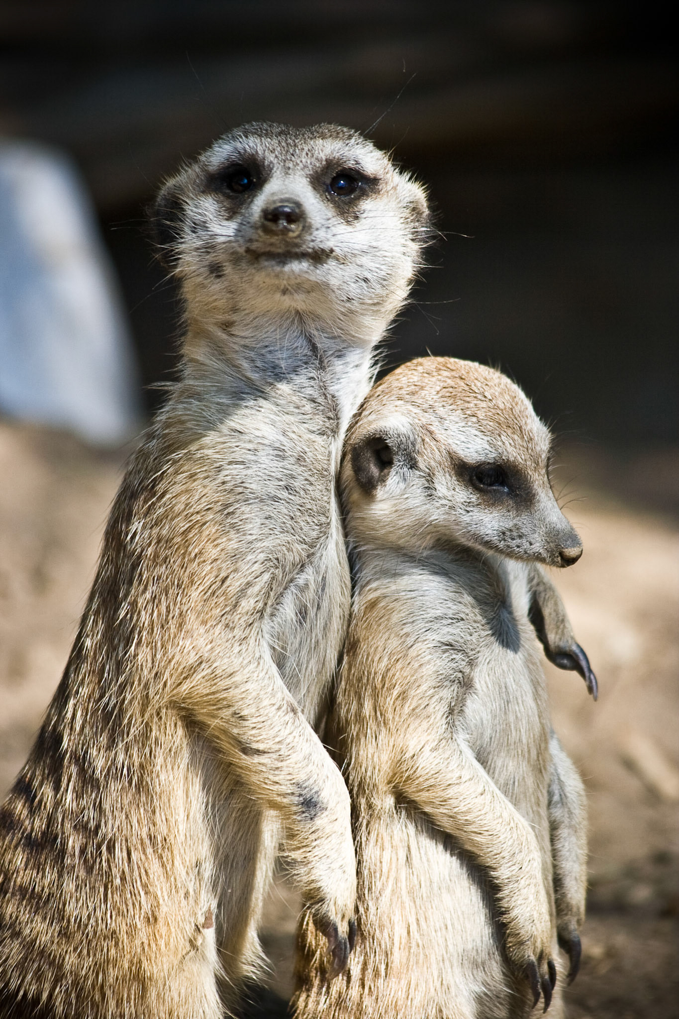 Meerkats II