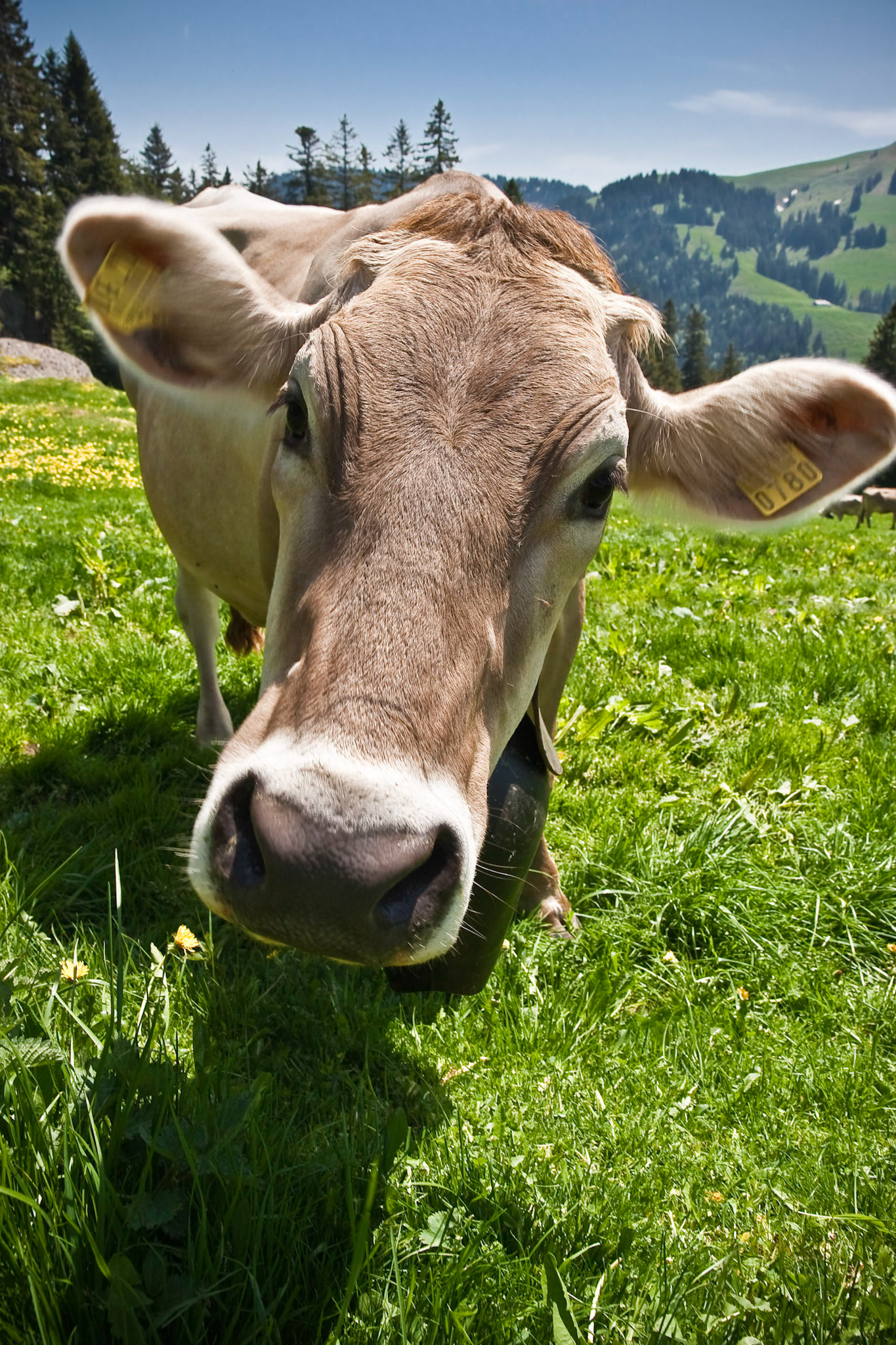 Mt. Rigi Cow II