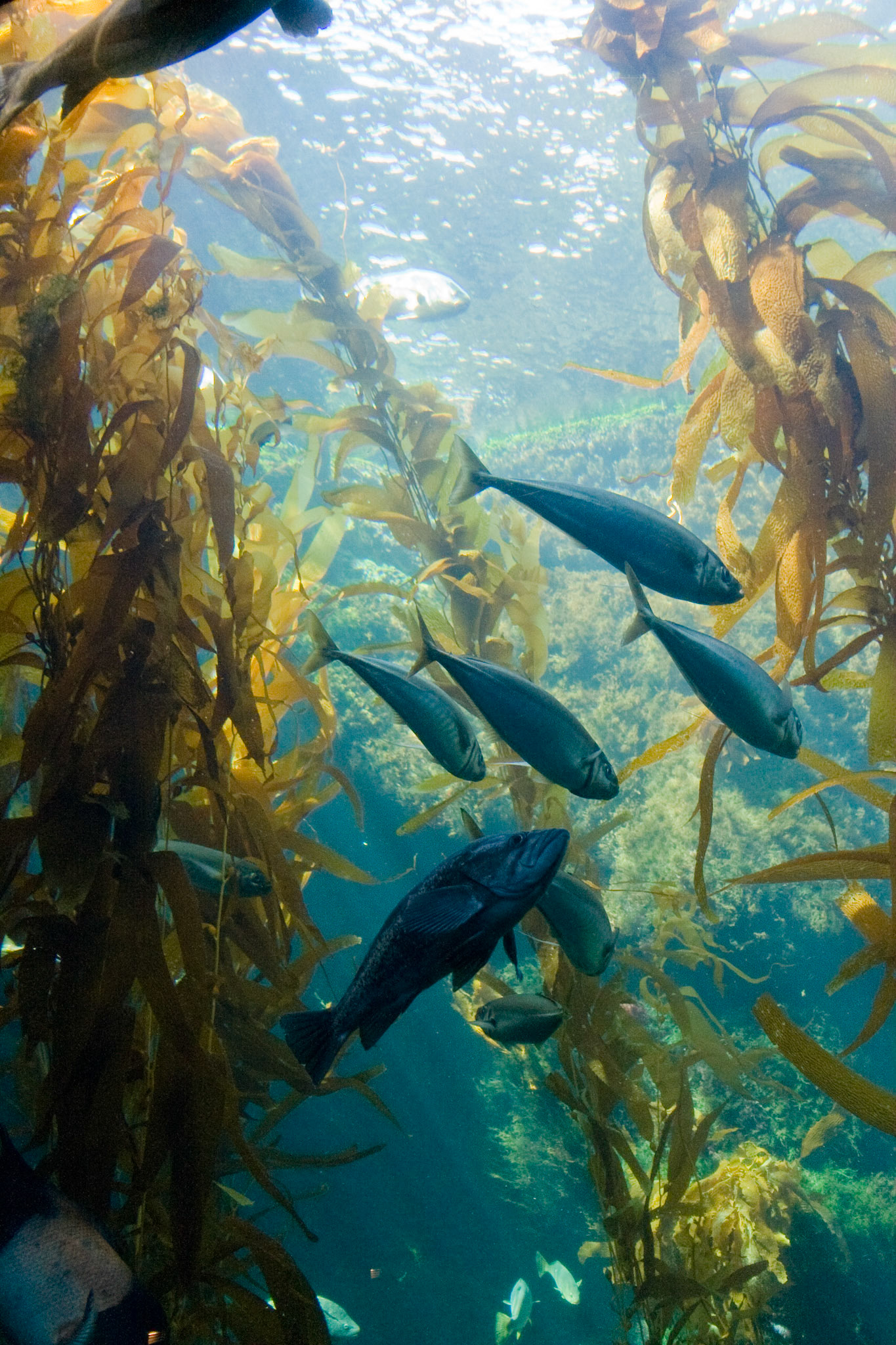 Kelp Forest