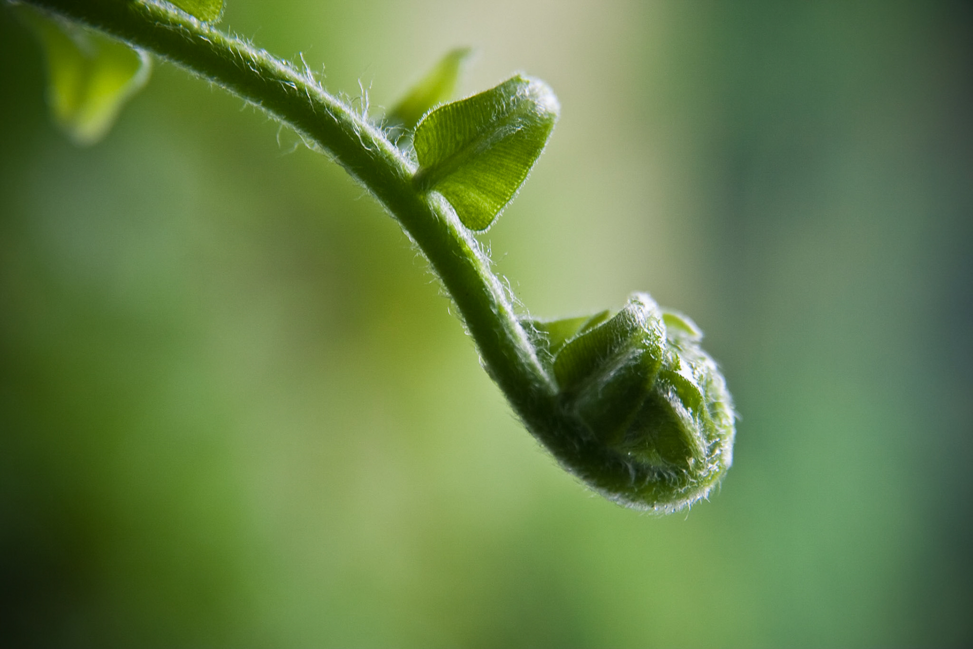 Fern Bud