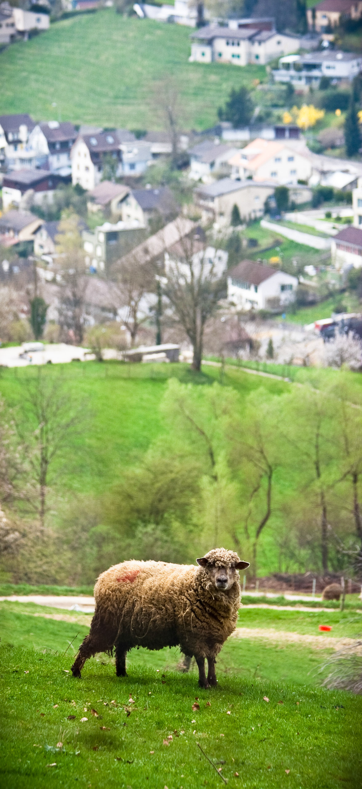 Sheep at Baden