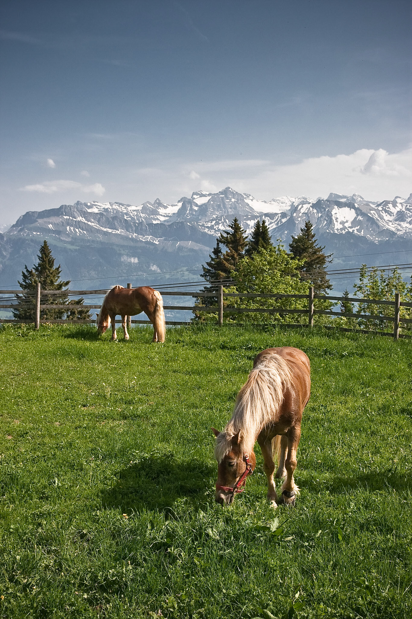 Swiss Horses