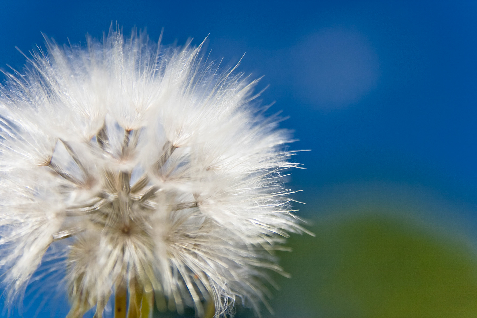 Dandelion