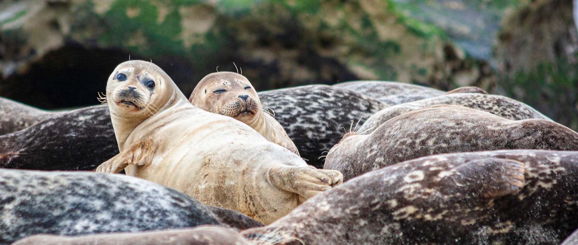 Pacific Harbor Seals III