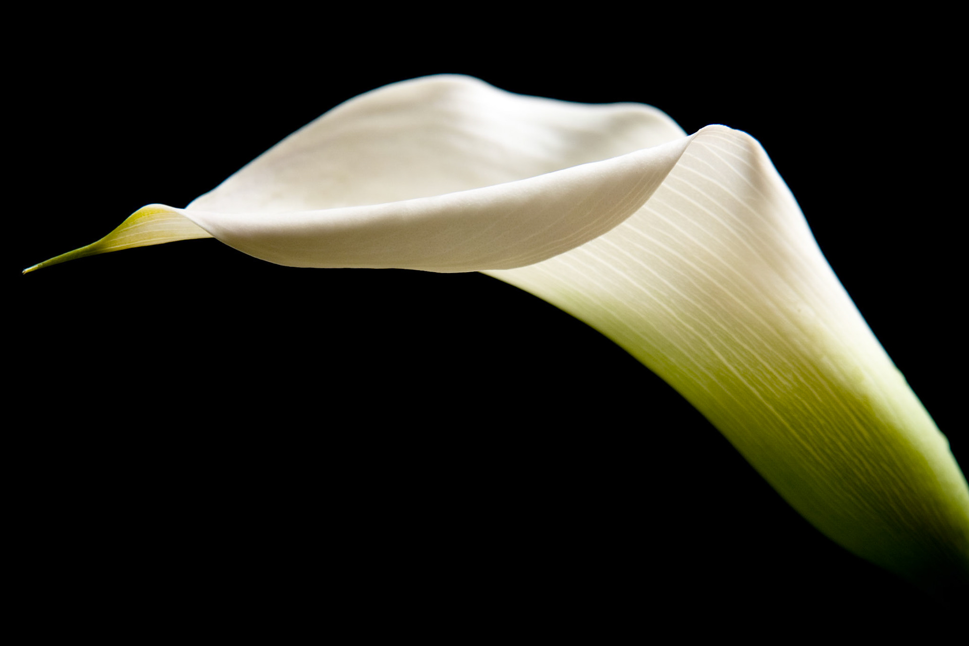 Calla Lily I