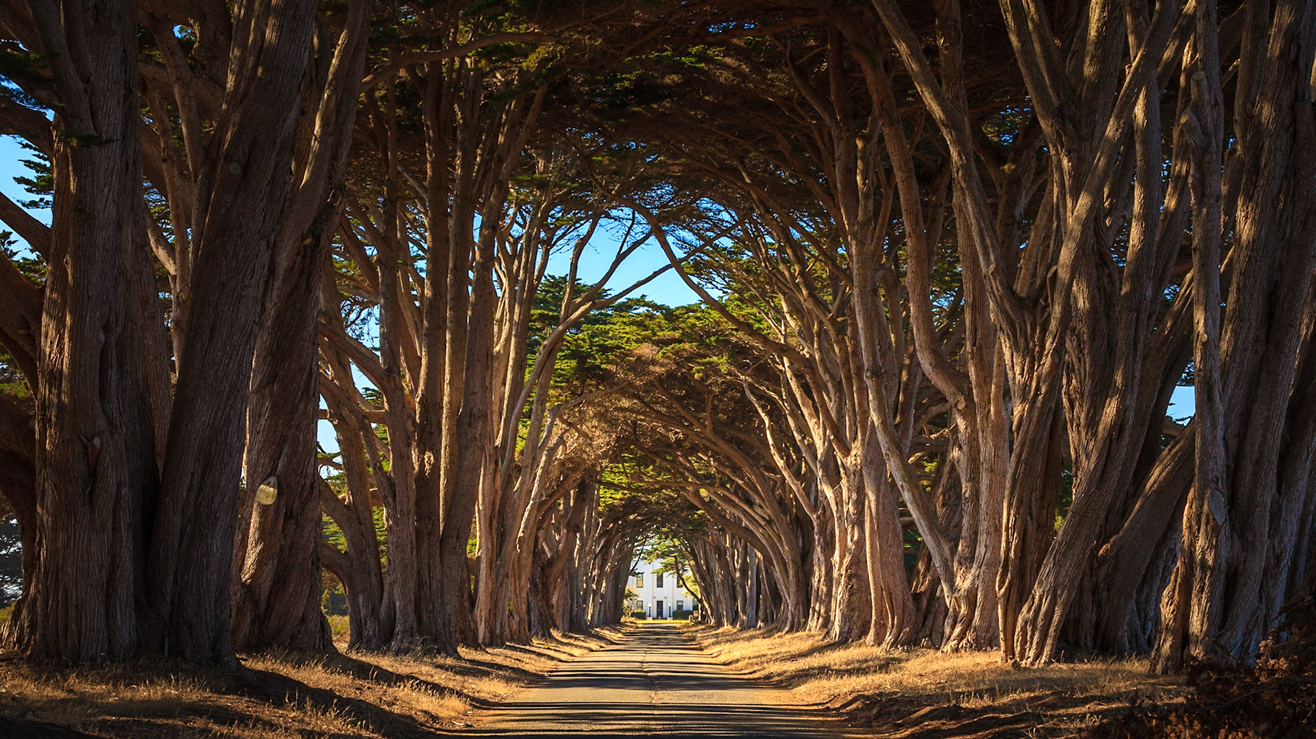 Monterey Cypress Tree Tunnel
