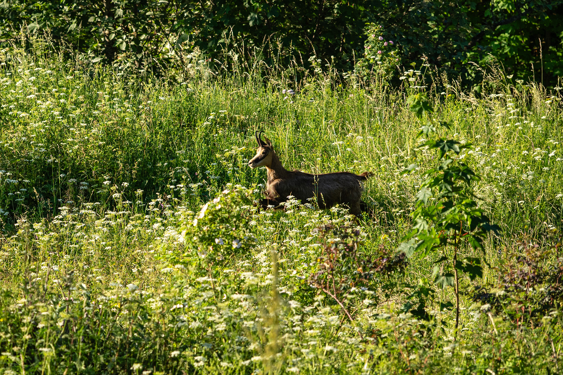 Chamois, Mürren