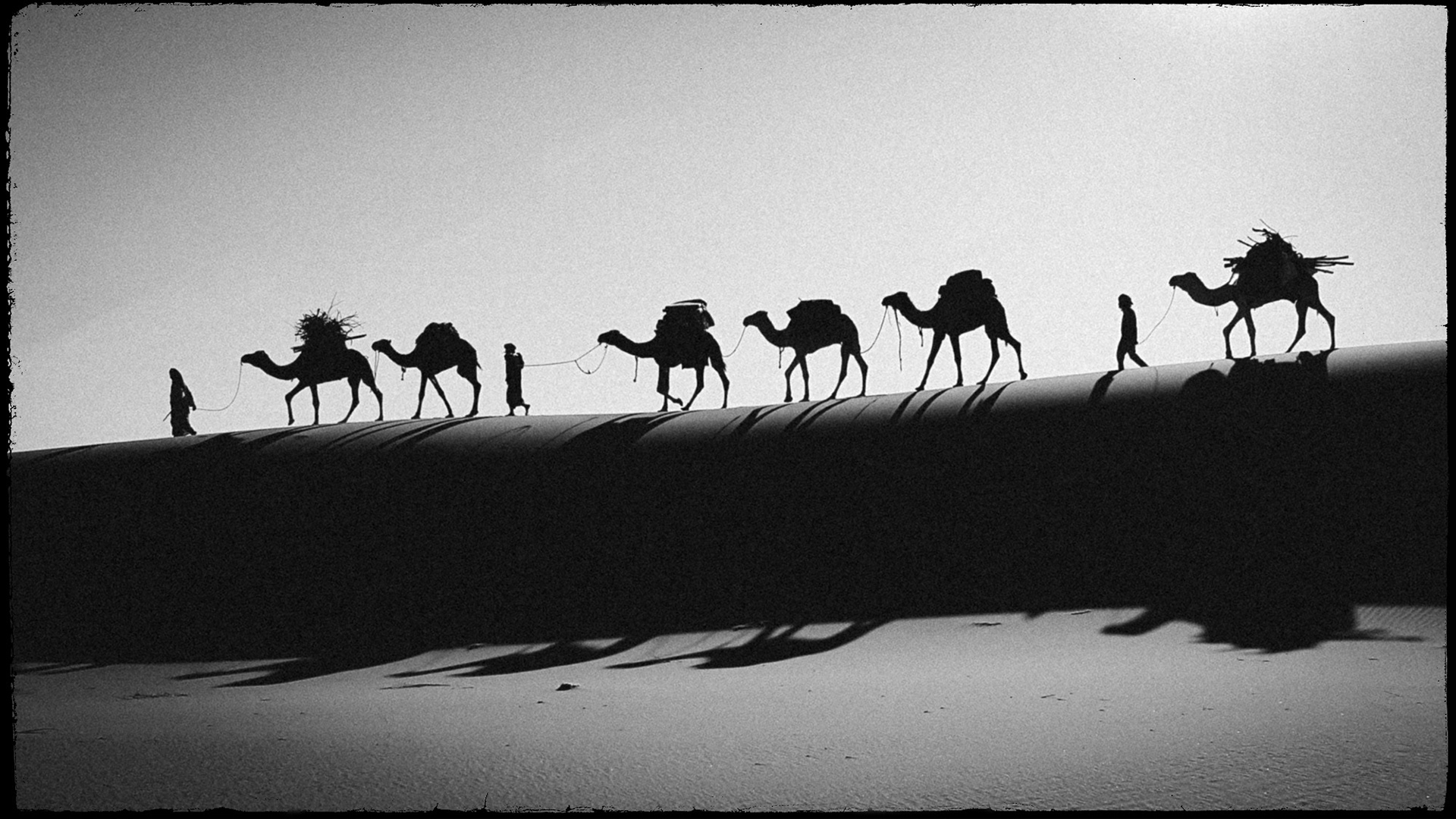 Black and white travel photo of a camel train going through the Sahara desert