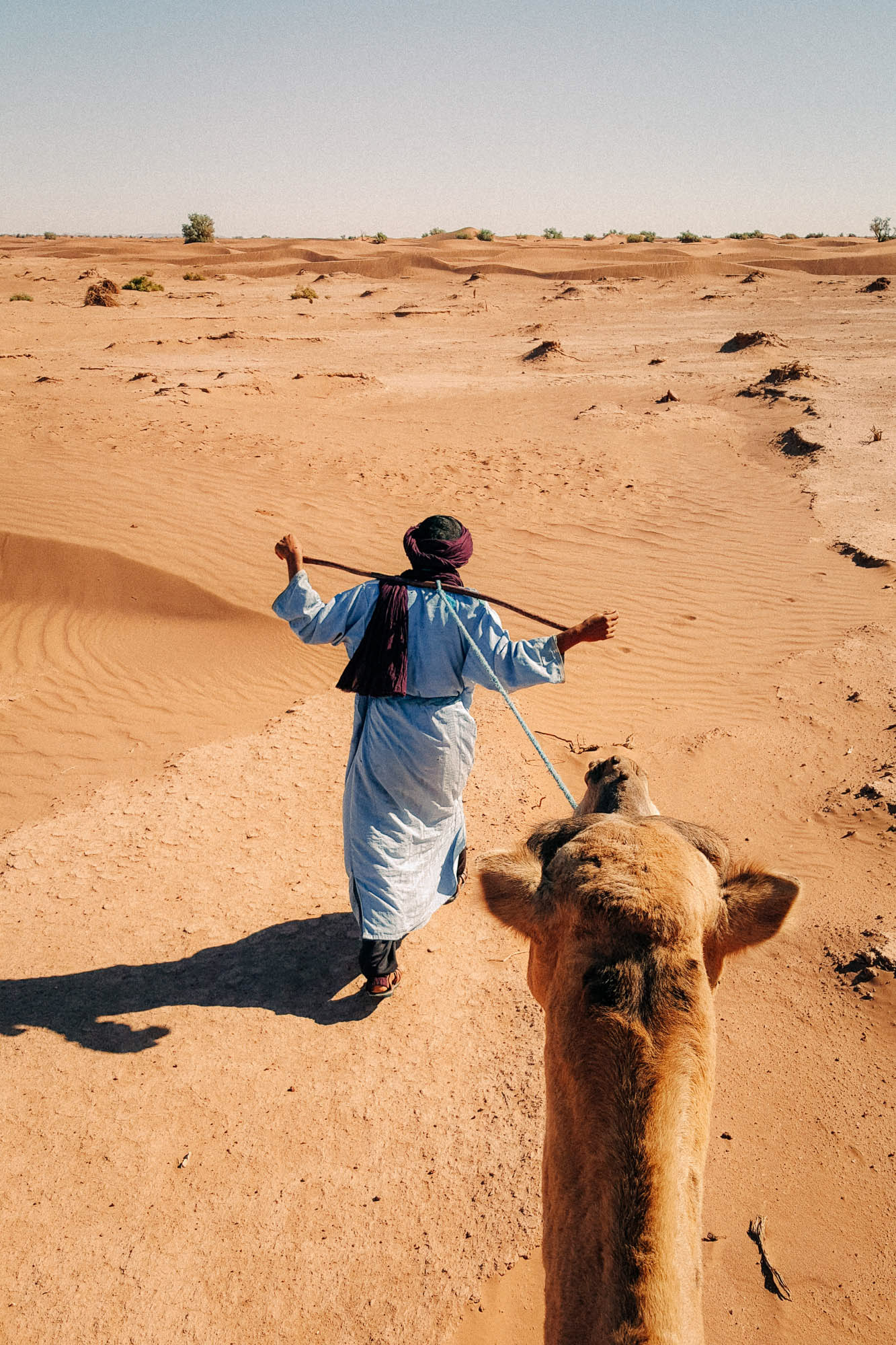 A Berber leading his camel through the Sahara desert photographed while sitting on the camel 