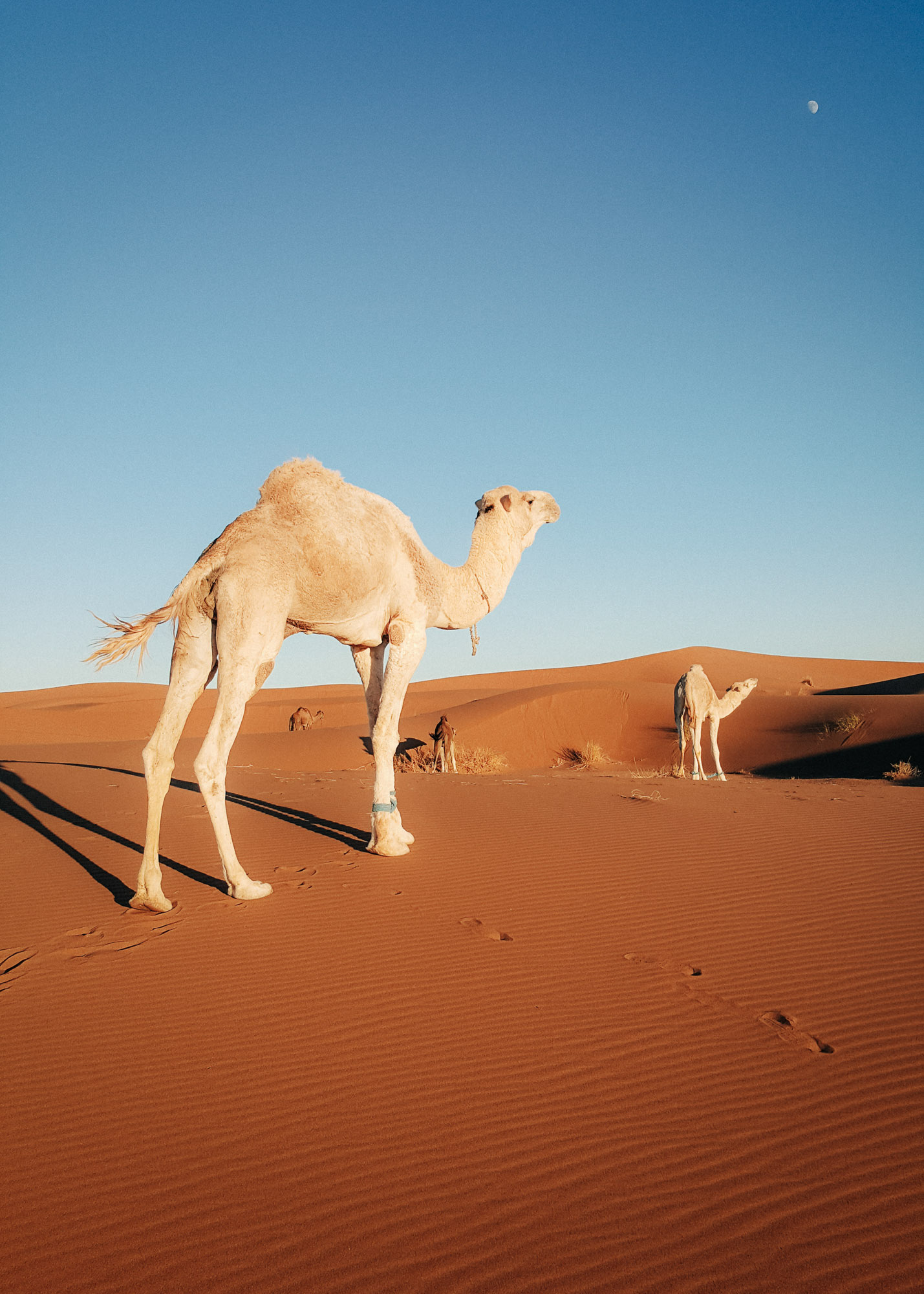 Camels walking through the dunes of the Sahara desert