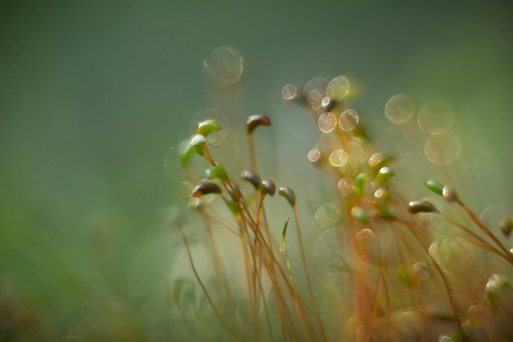 The smallest of nature holds mystery and beauty