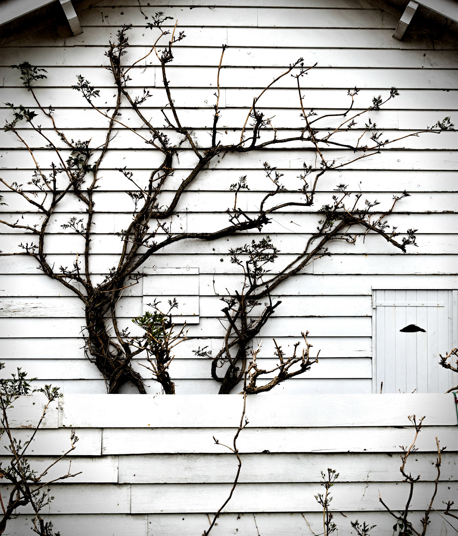 Lège-Cap-Ferret : décoration végétale au Cap Ferret