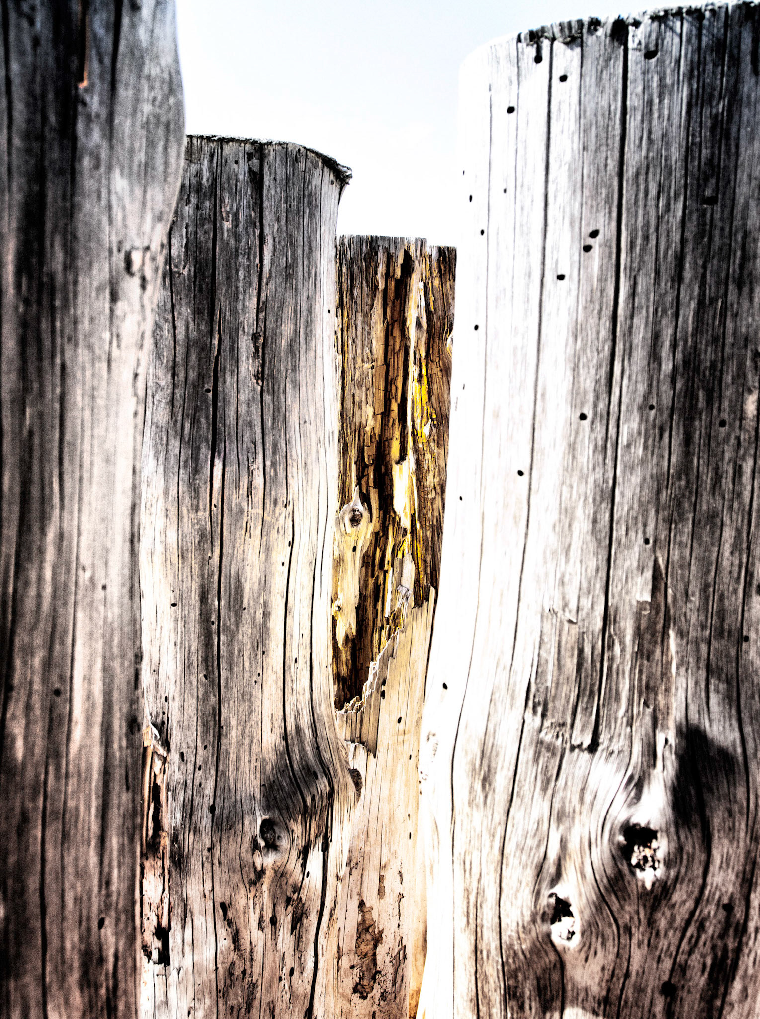 Lège-Cap-Ferret : poteaux en bois à la Pointe