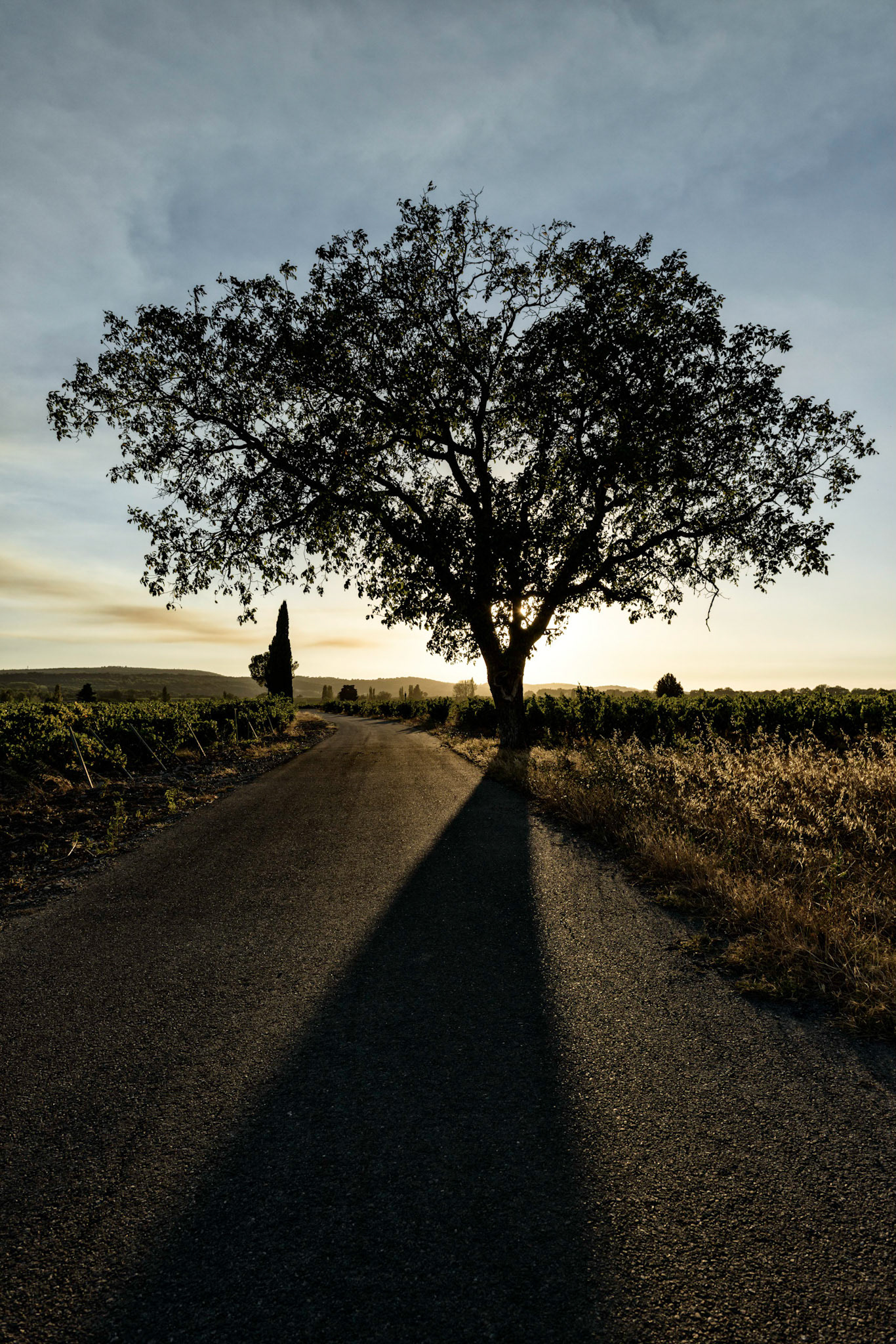 Sainte-Cécile-les-Vignes : arbre dans les vignes