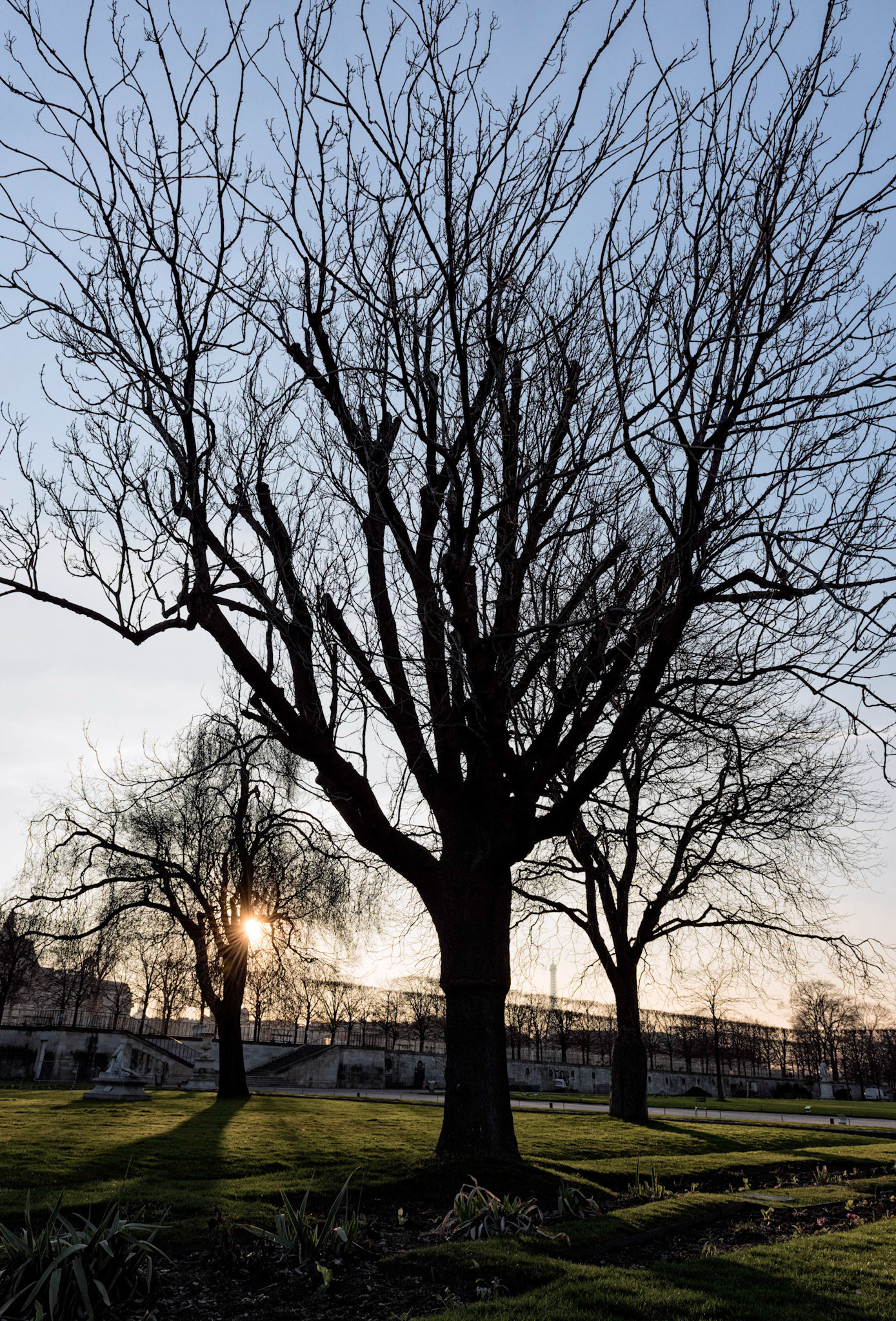Tuileries : les arbres nus