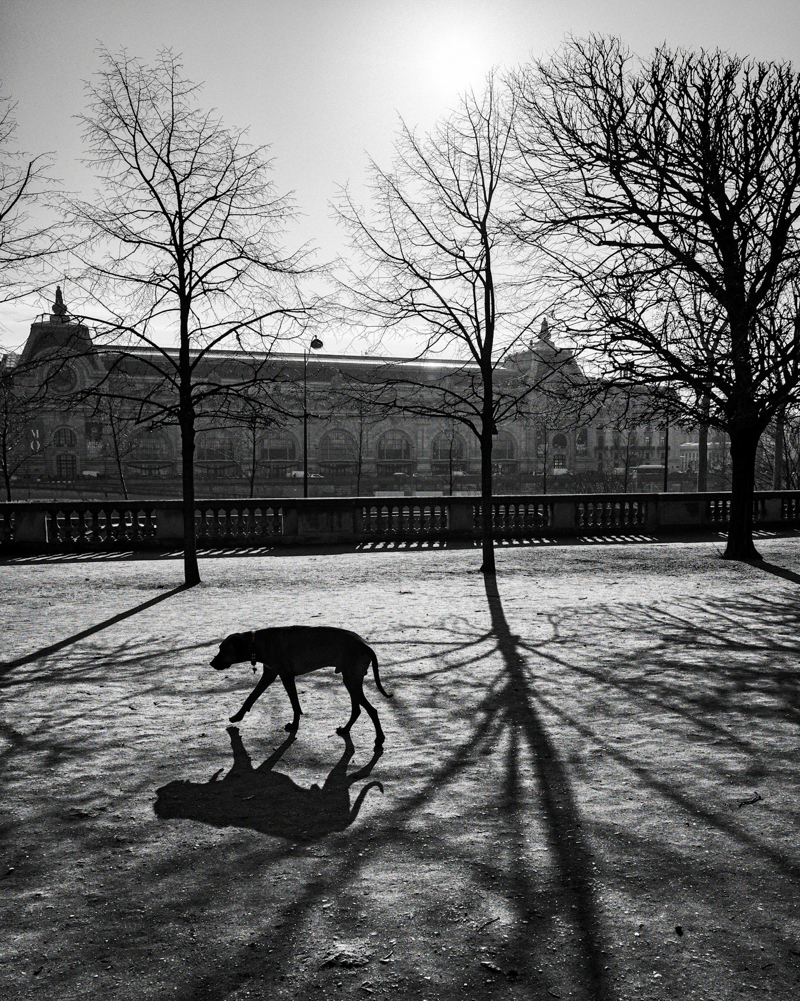 Tuileries : le chien sur la terrasse du bord de l'eau