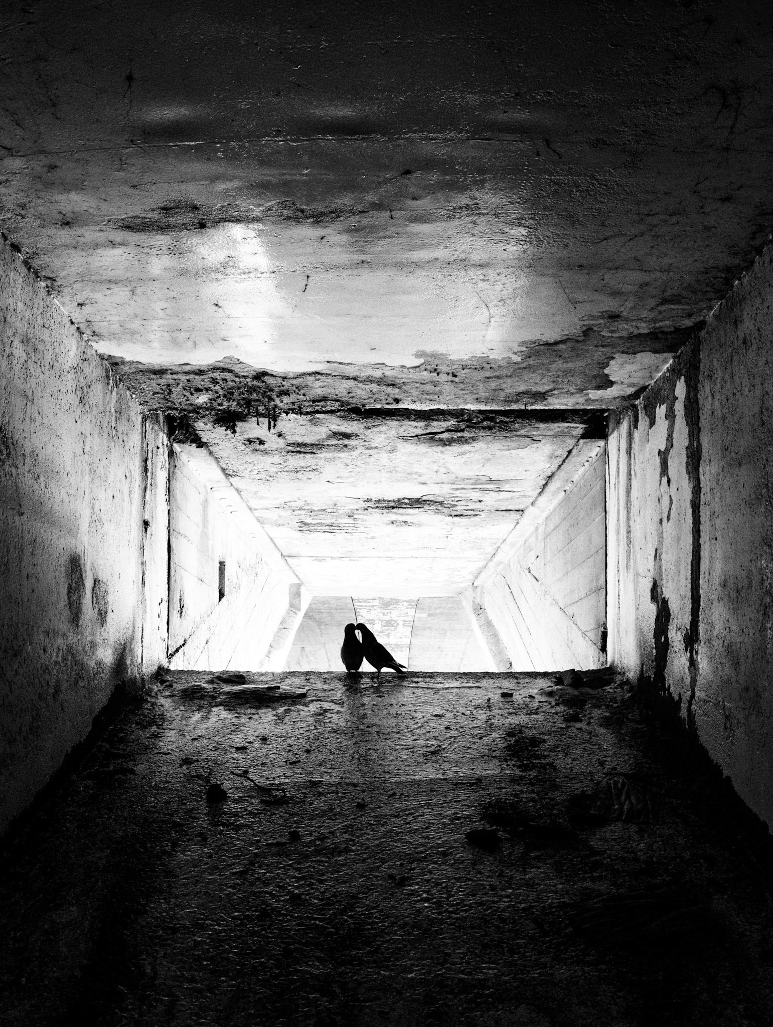 Paris : pigeons sous le pont du Carrousel