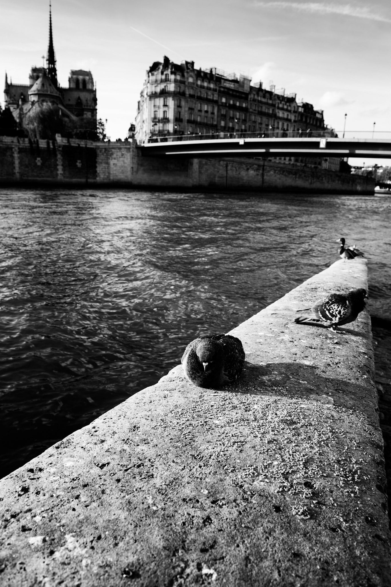 Paris : l'île de la Cité vue du Quai d'Orléans