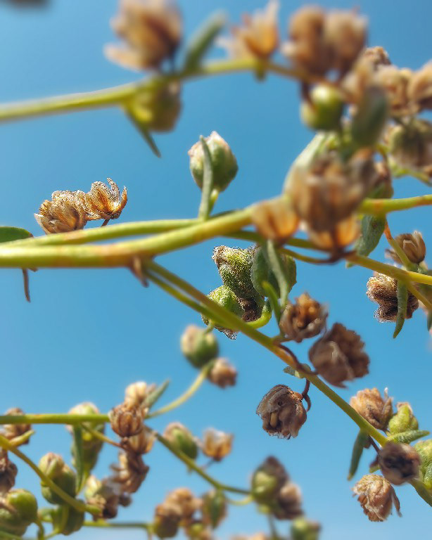 Shot on HUAWEI P50 Pro