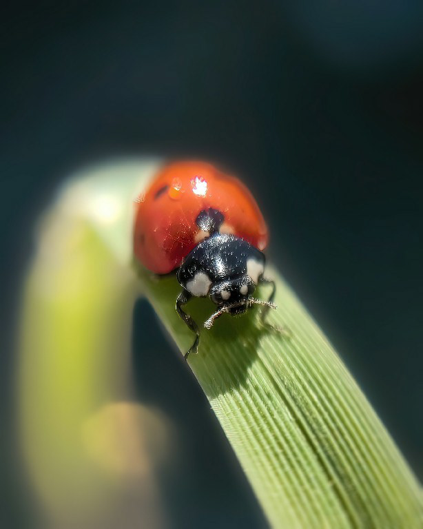 Shot on HUAWEI P50 Pro