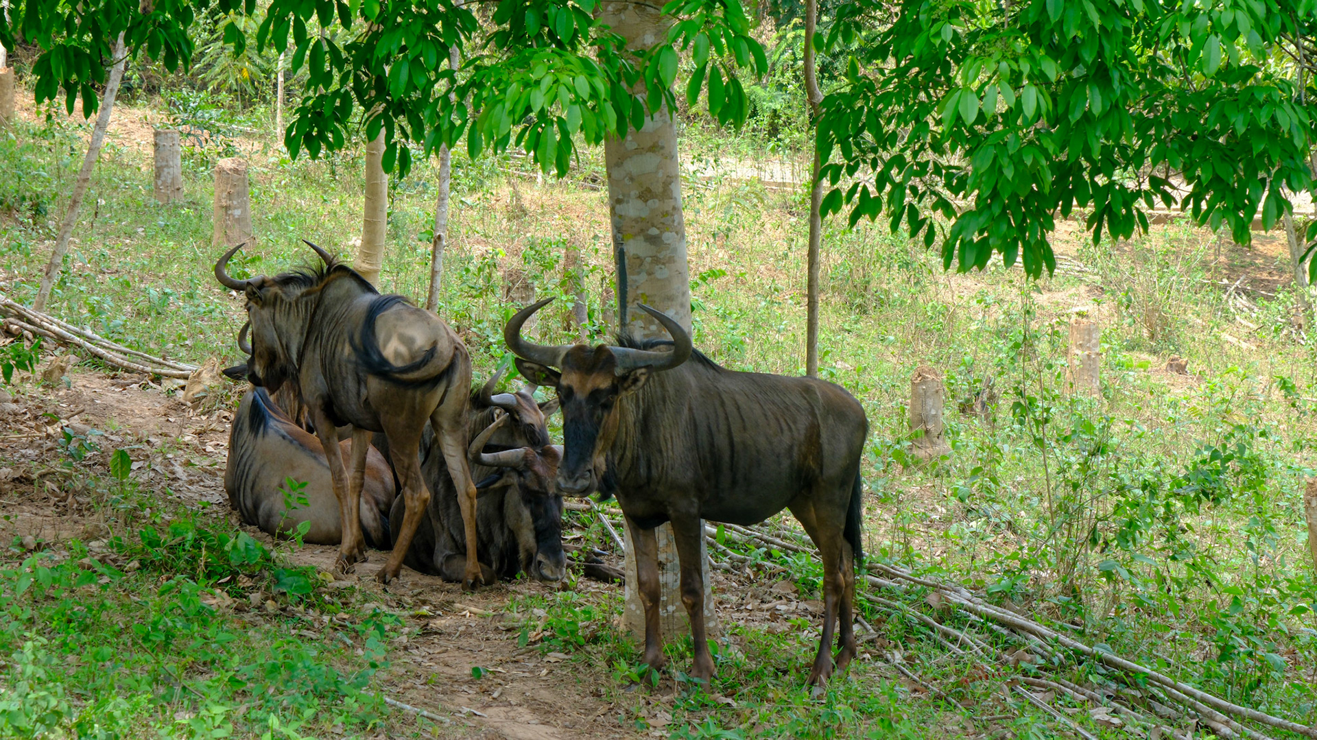 Safari Park, Ghana
