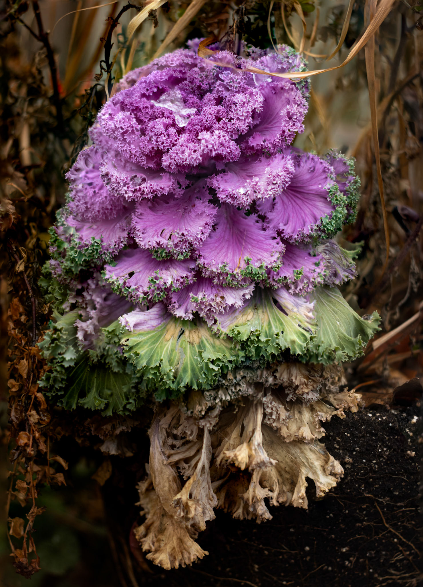 Brassica Oleracea (Ornamental Cabbage)