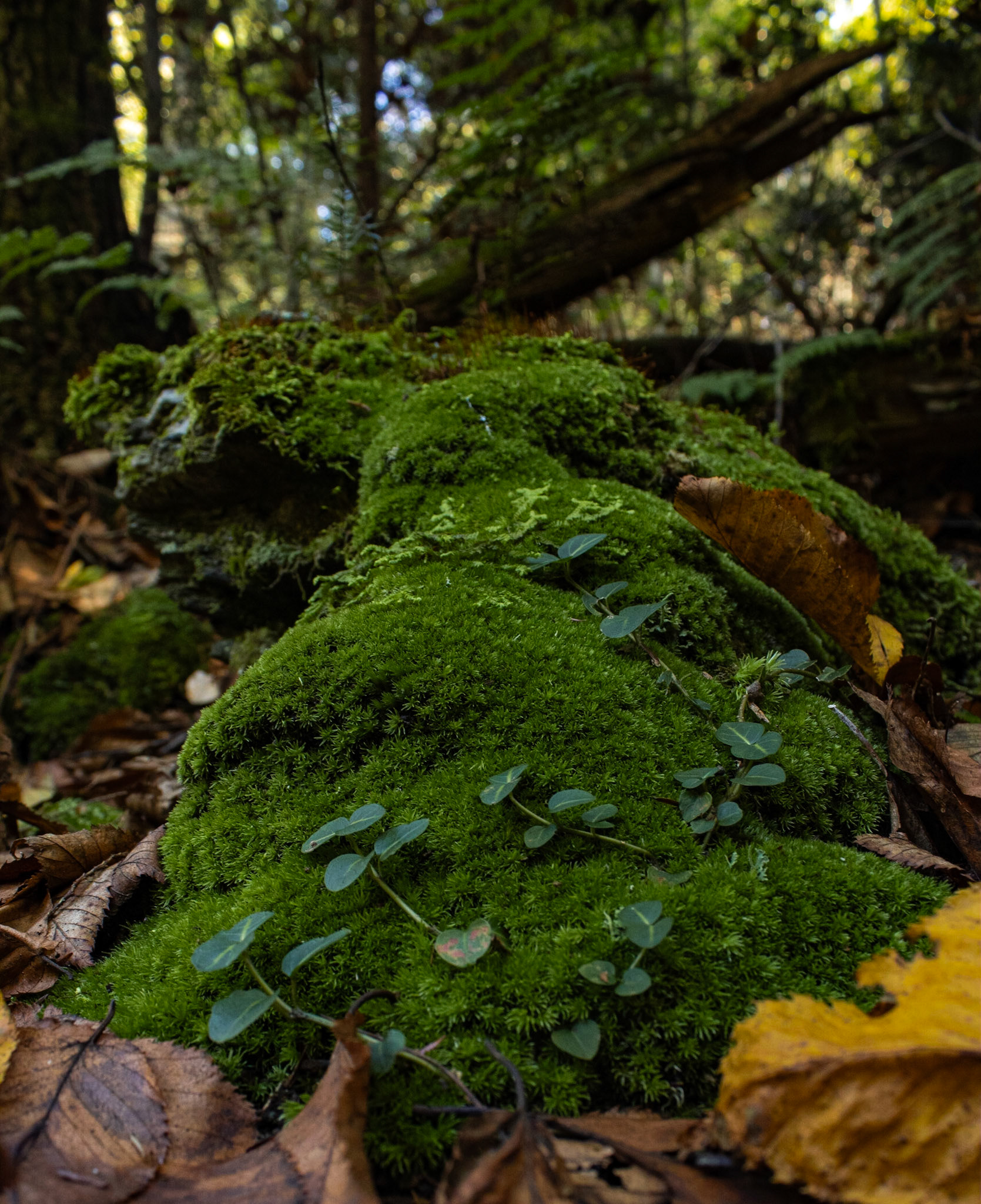 Low Forest Trail Perspective