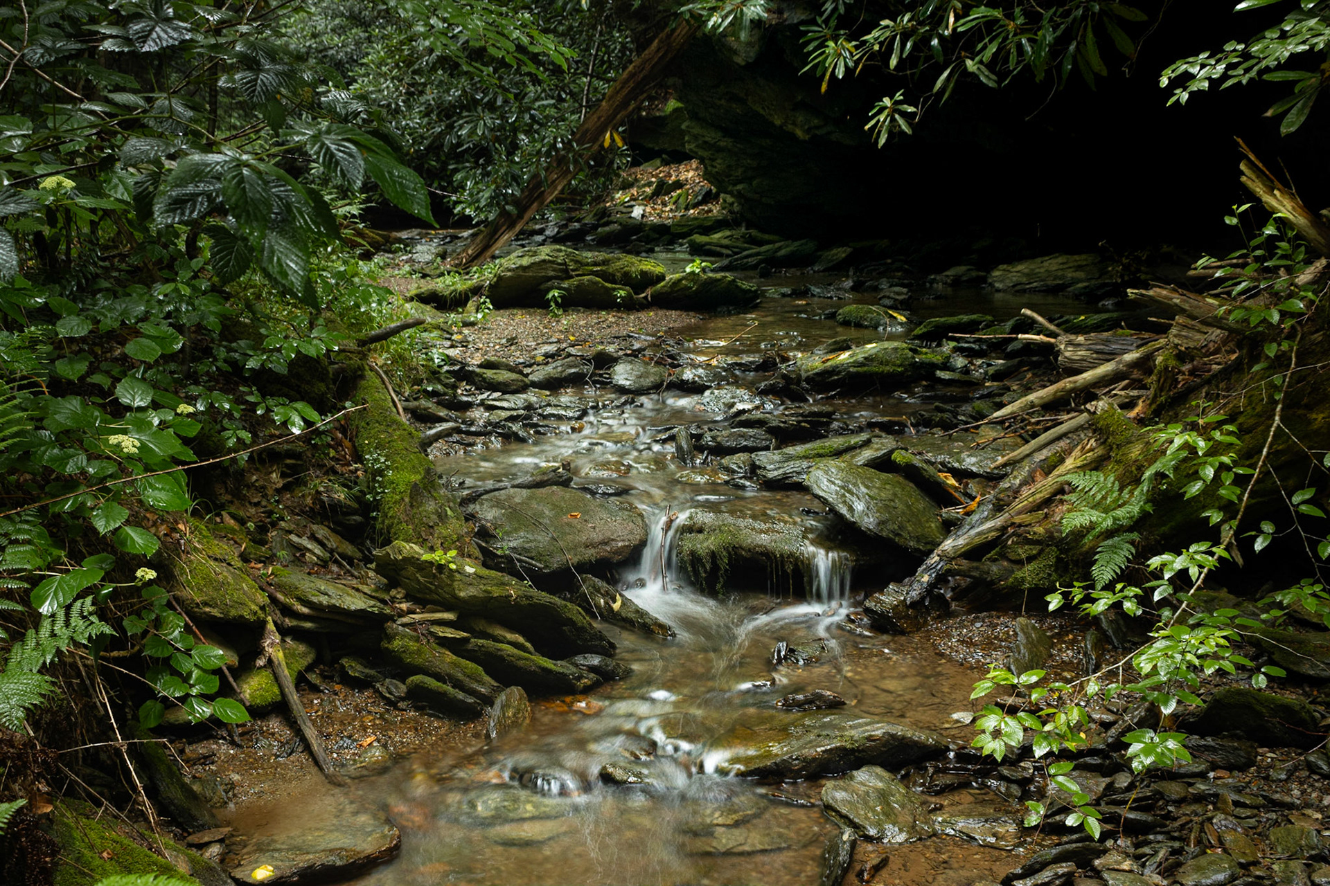 Forest Texture