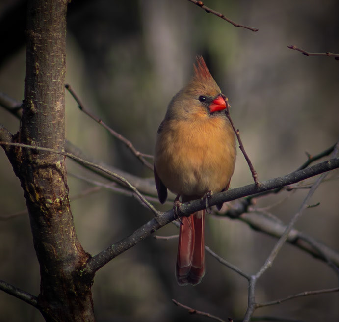 Northern Cardinal
