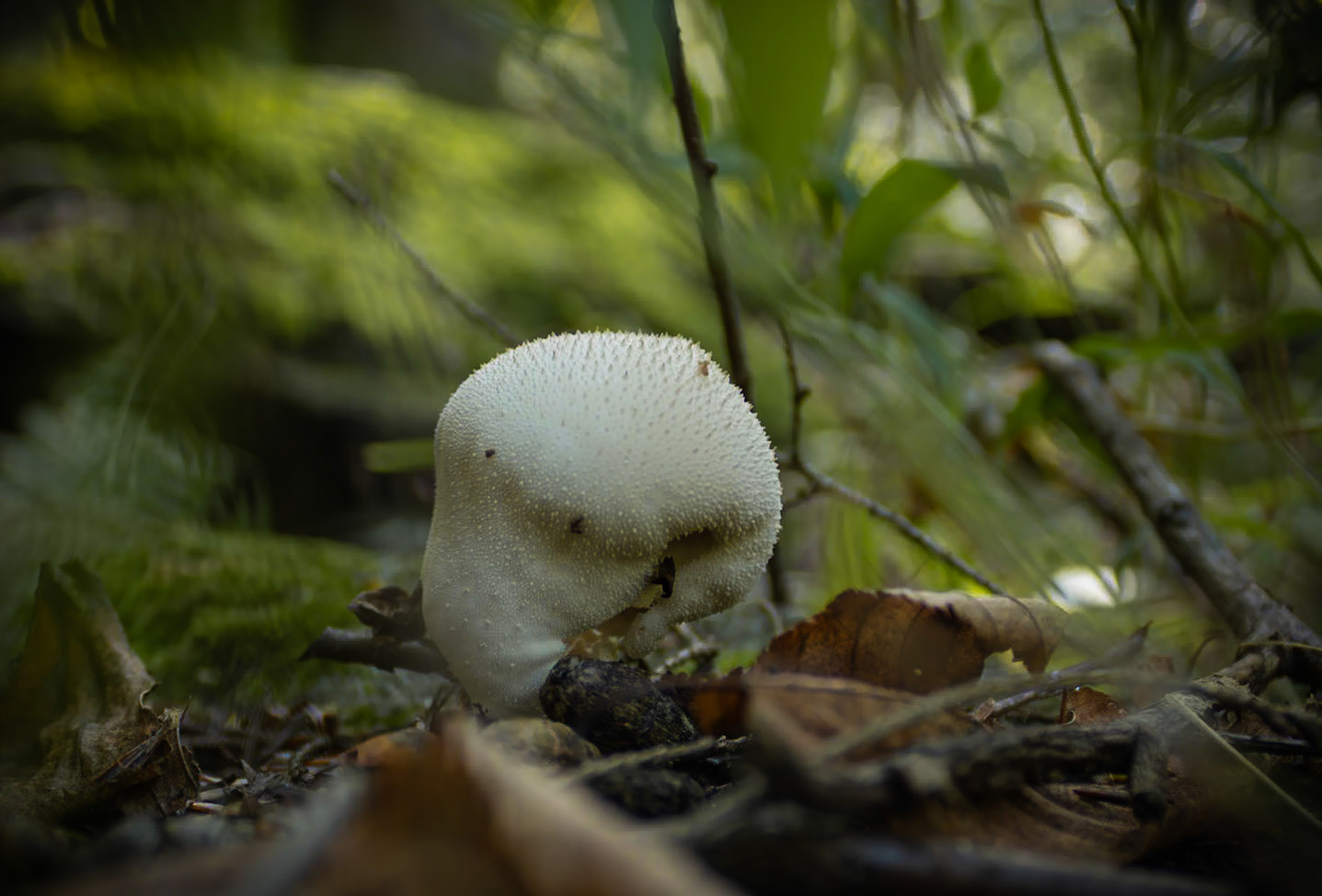Melted Mushroom