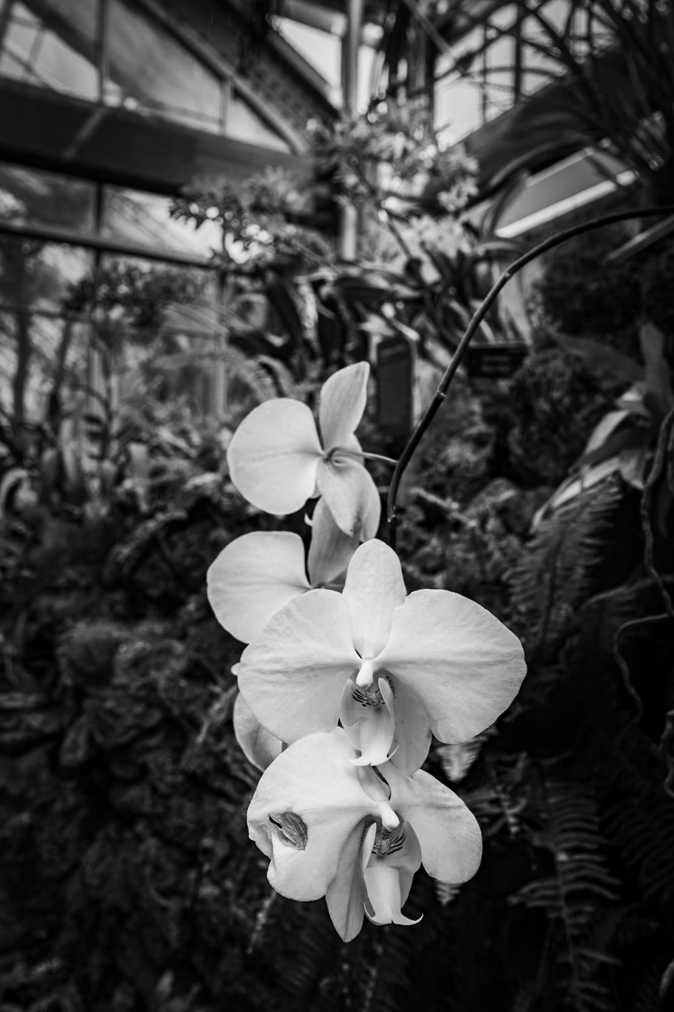 Orchid in the Botanical Garden
