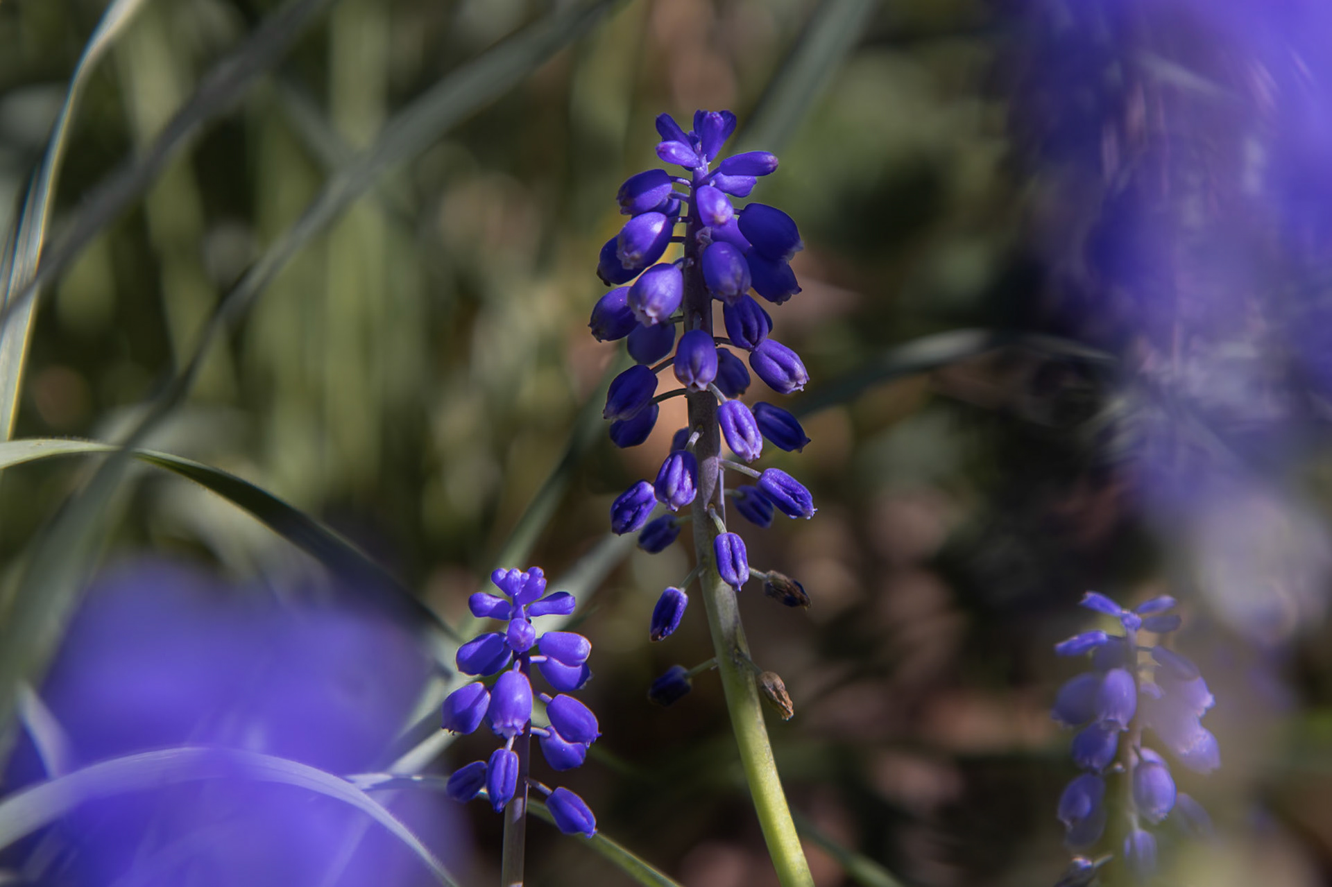 Muscari armeniacum AKA Grape Hyacinth